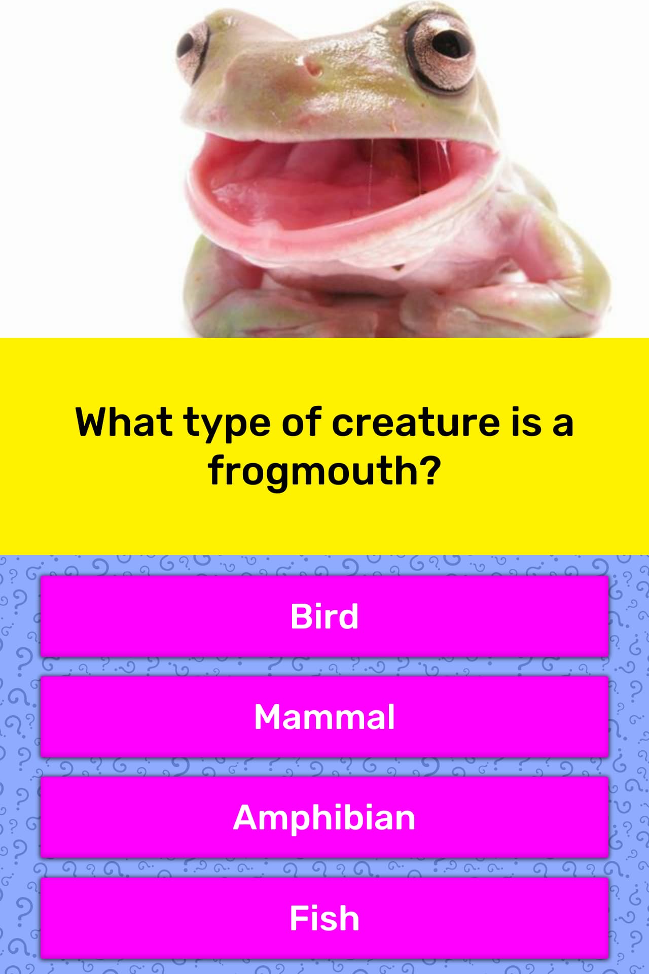 What Type Of Creature Is A Frogmouth Trivia Answers Quizzclub