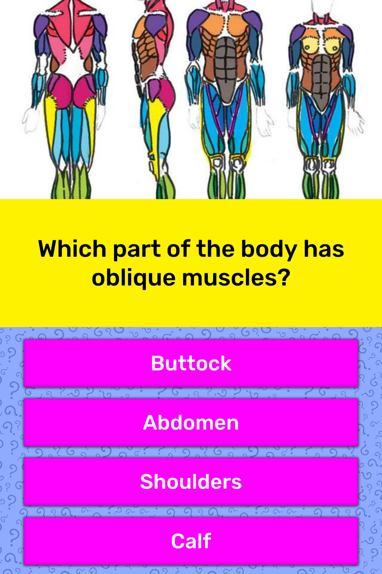 which-part-of-the-body-has-oblique-trivia-answers-quizzclub