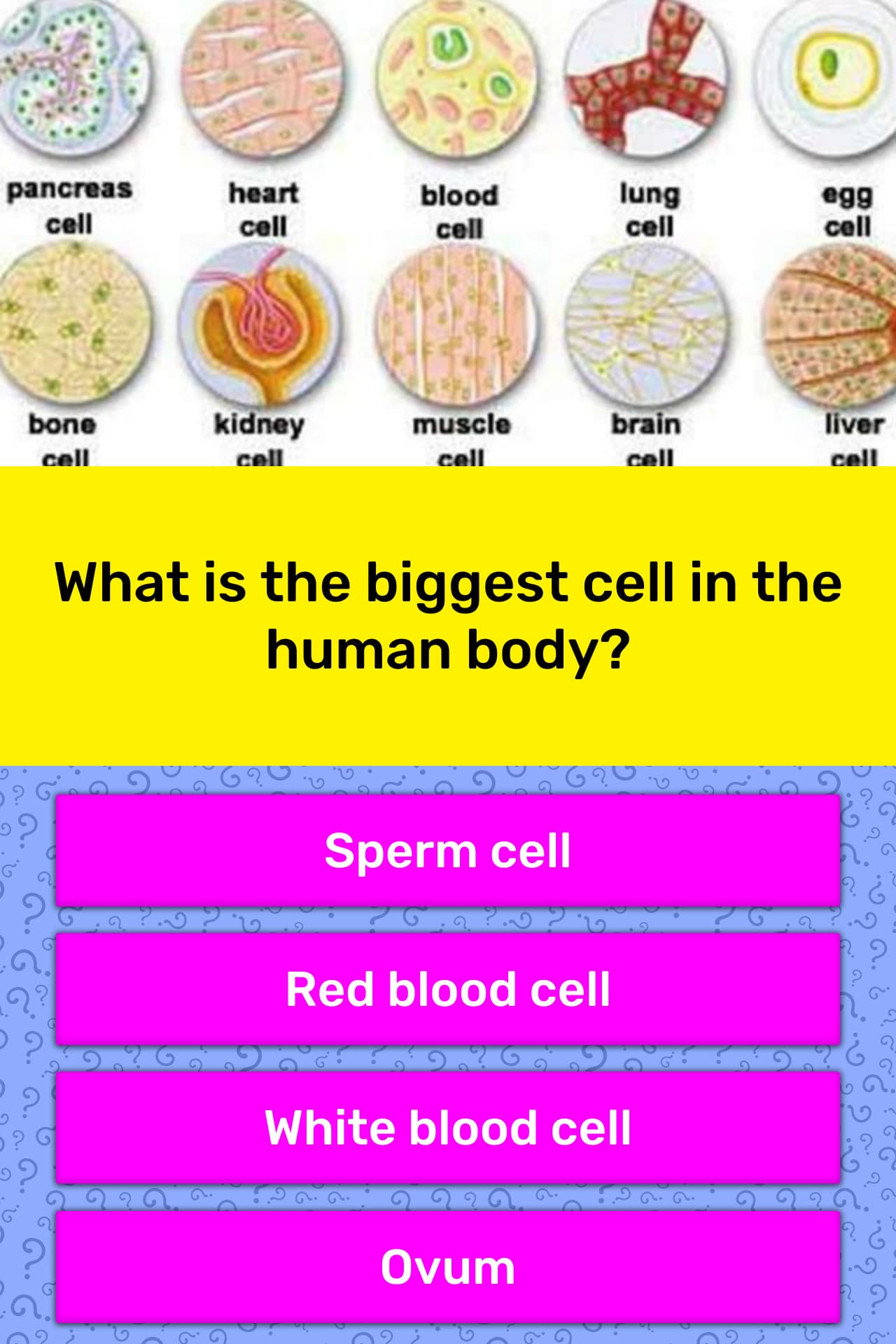 What Is The Biggest Cell In The Trivia Answers Quizzclub