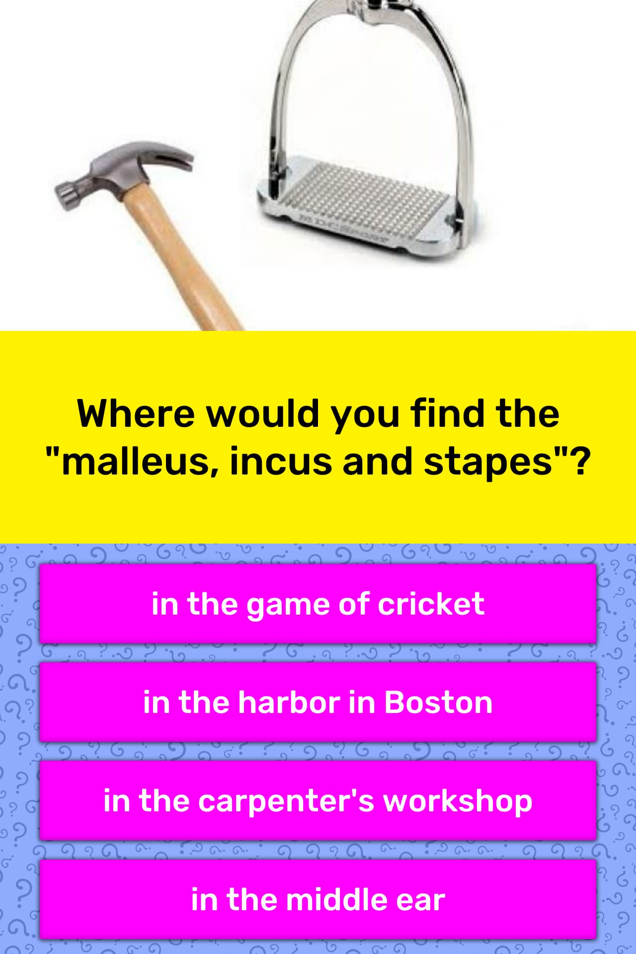 Where Would You Find The Malleus Trivia Answers Quizzclub