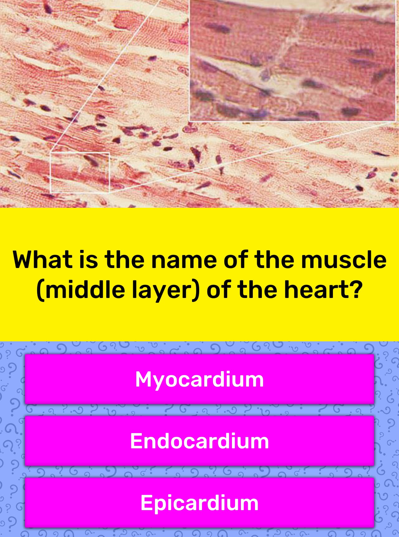 What is the name of the muscle... | Trivia Answers | QuizzClub