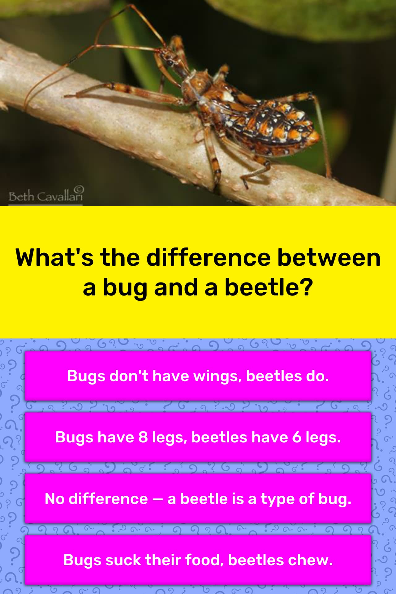 what-s-the-difference-between-a-bug-trivia-answers-quizzclub