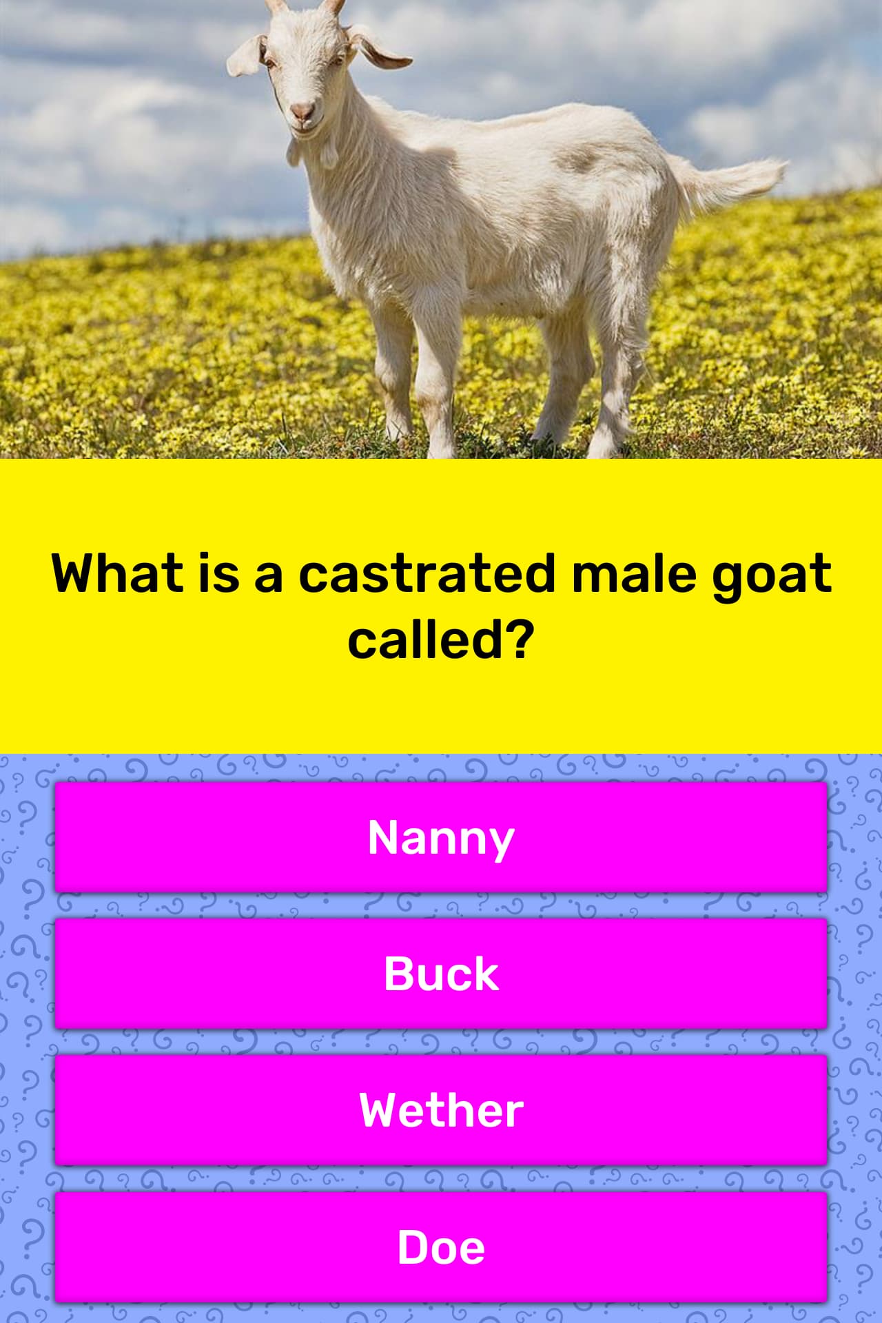What is a castrated male goat called trivia answers quizzclub