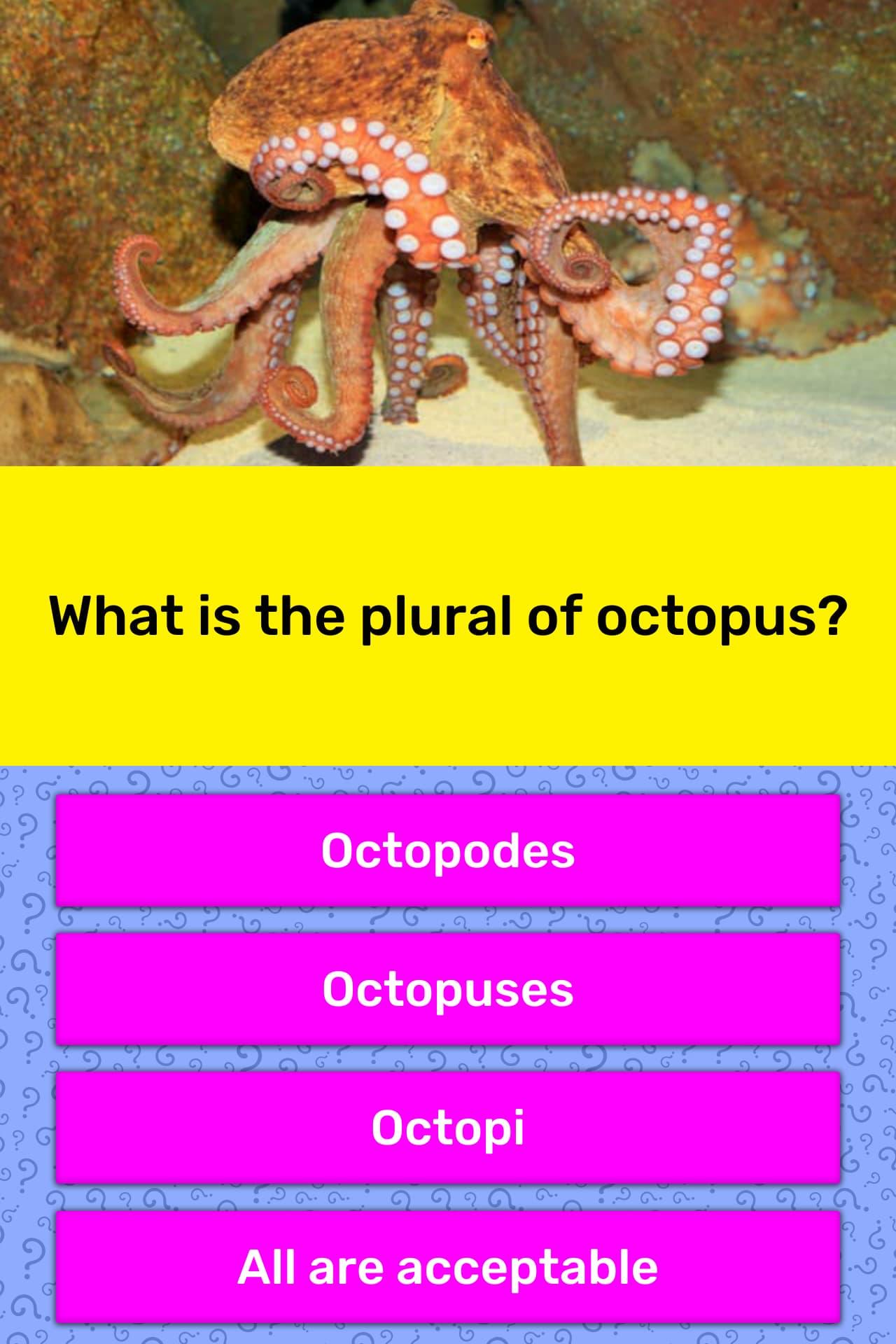 what-is-the-plural-of-octopus-quora