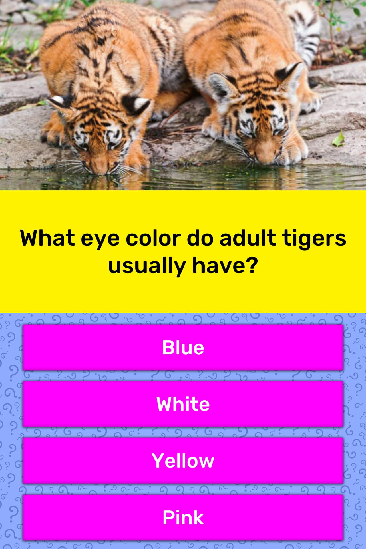 What Eye Color Do Adult Tigers Trivia Answers QuizzClub
