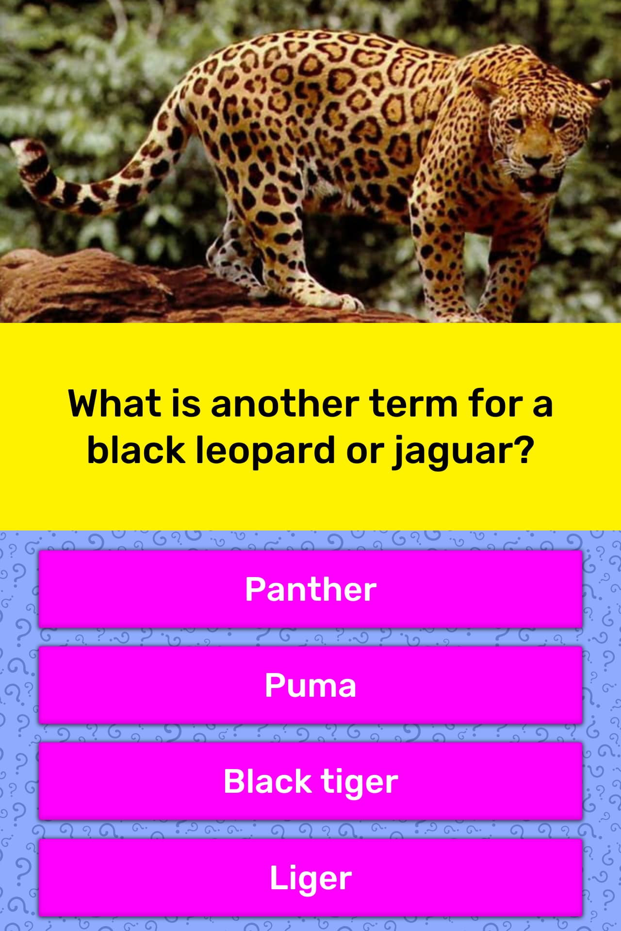 What Is Another Term For A Black Trivia Questions QuizzClub