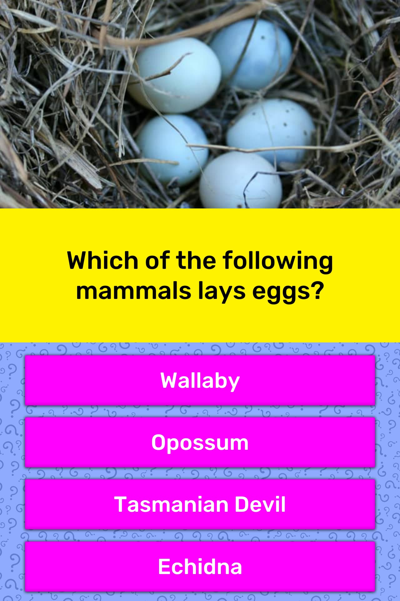 Which of the following mammals lays... | Trivia Answers | QuizzClub