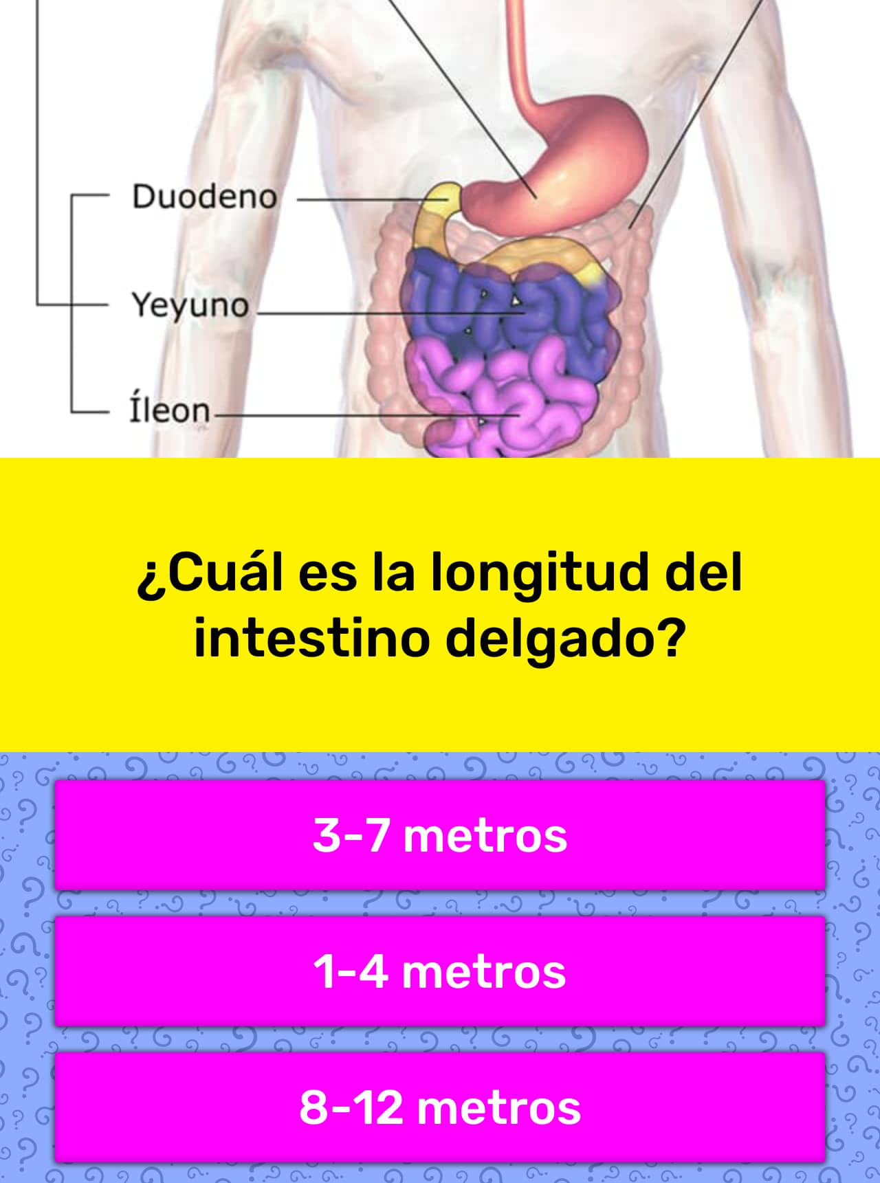 Longitud Del Intestino Delgado Humano