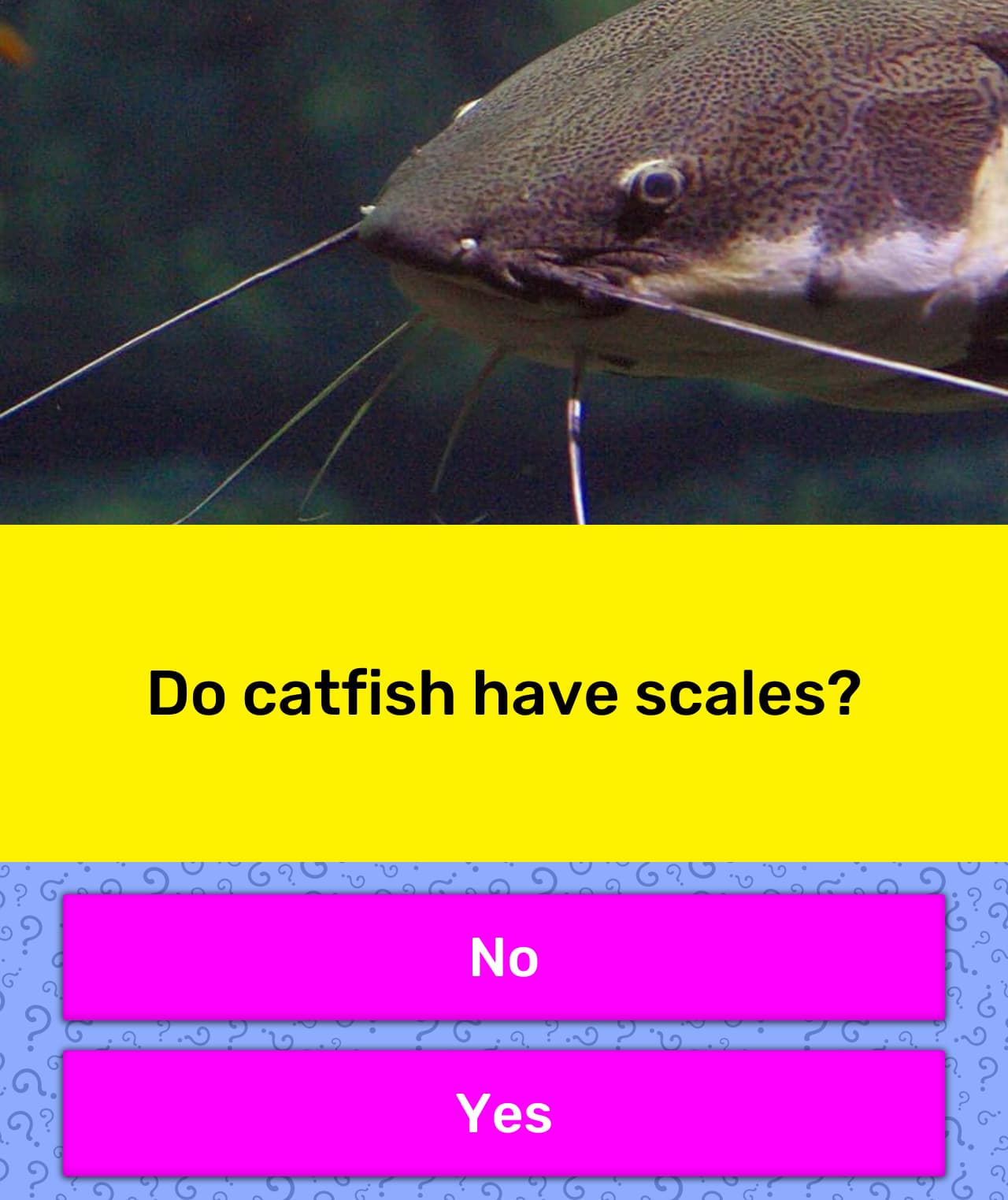 catfish without scales