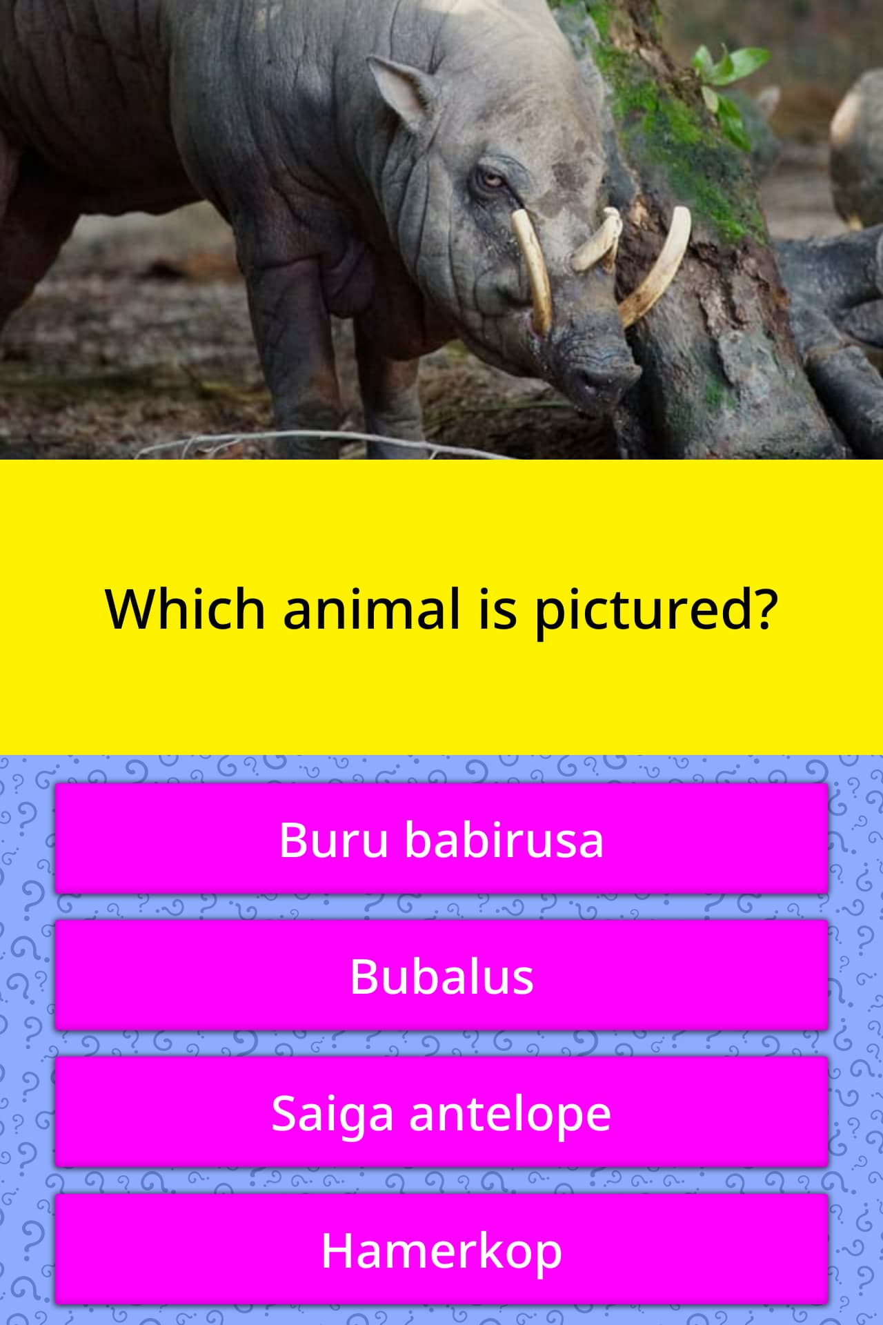 which-animal-is-pictured-trivia-questions-quizzclub