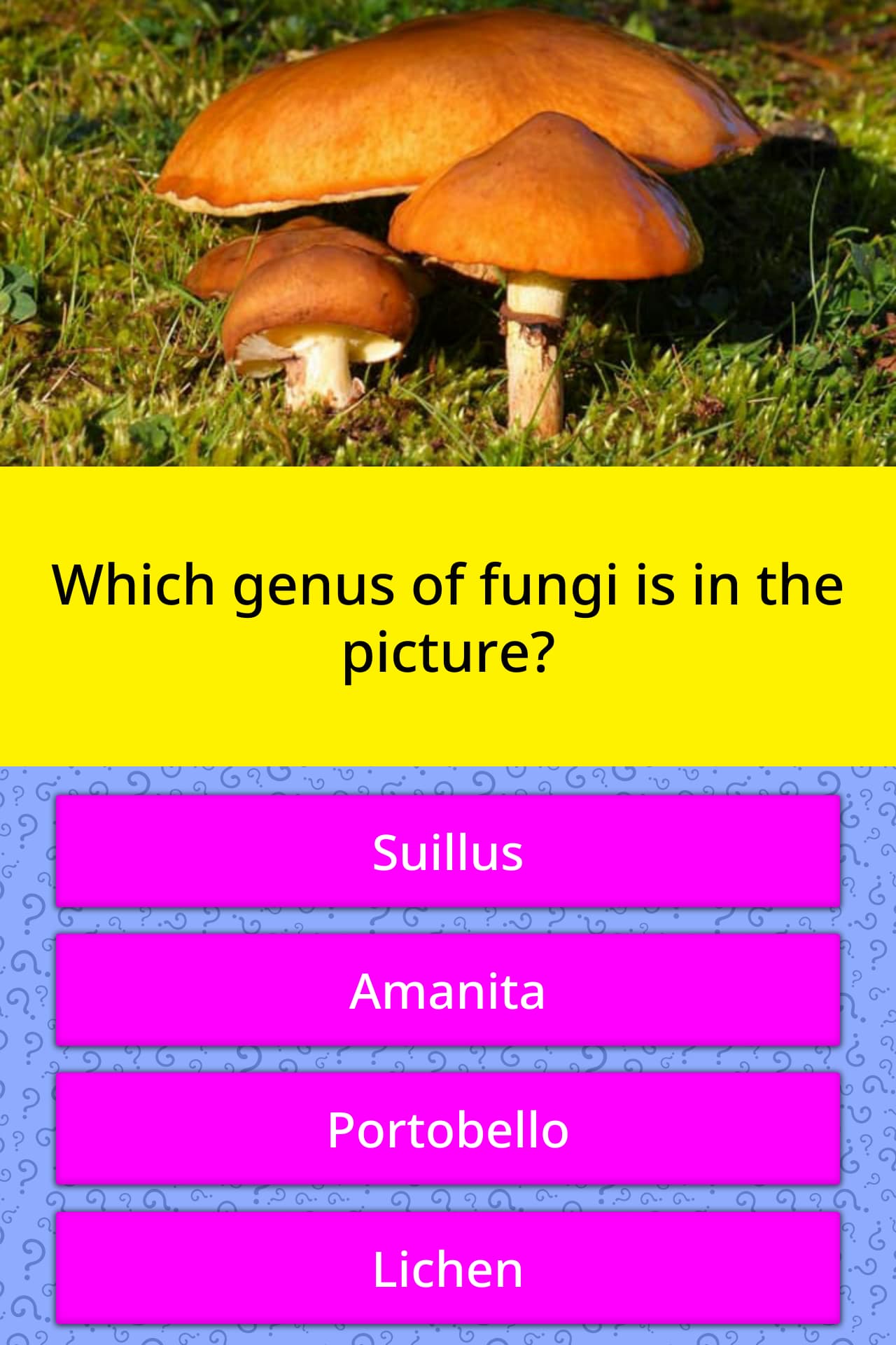 Which Genus Of Fungi Is In The Picture Trivia Questions Quizzclub