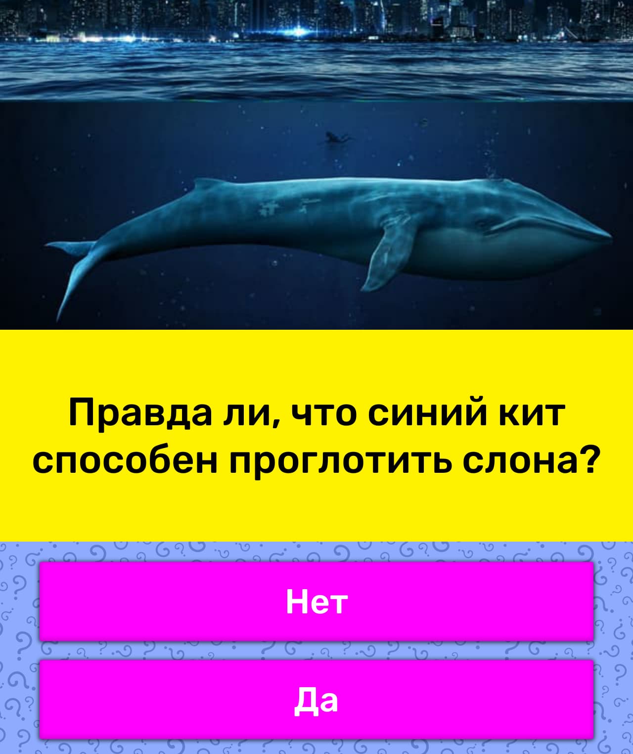 Что такое синий. Синий кит вес. Сколько весит синий кит. Сколько весит кит синий кит. Глотка синего кита.