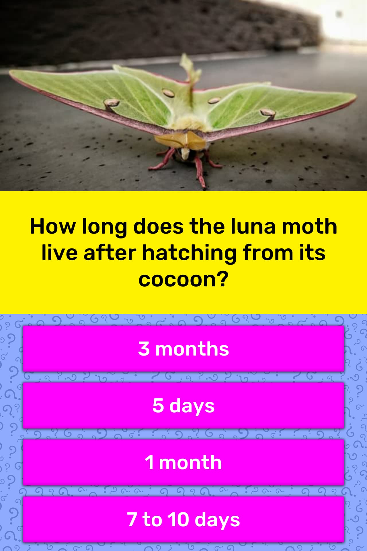 How Long Does The Luna Moth Live Trivia Questions QuizzClub
