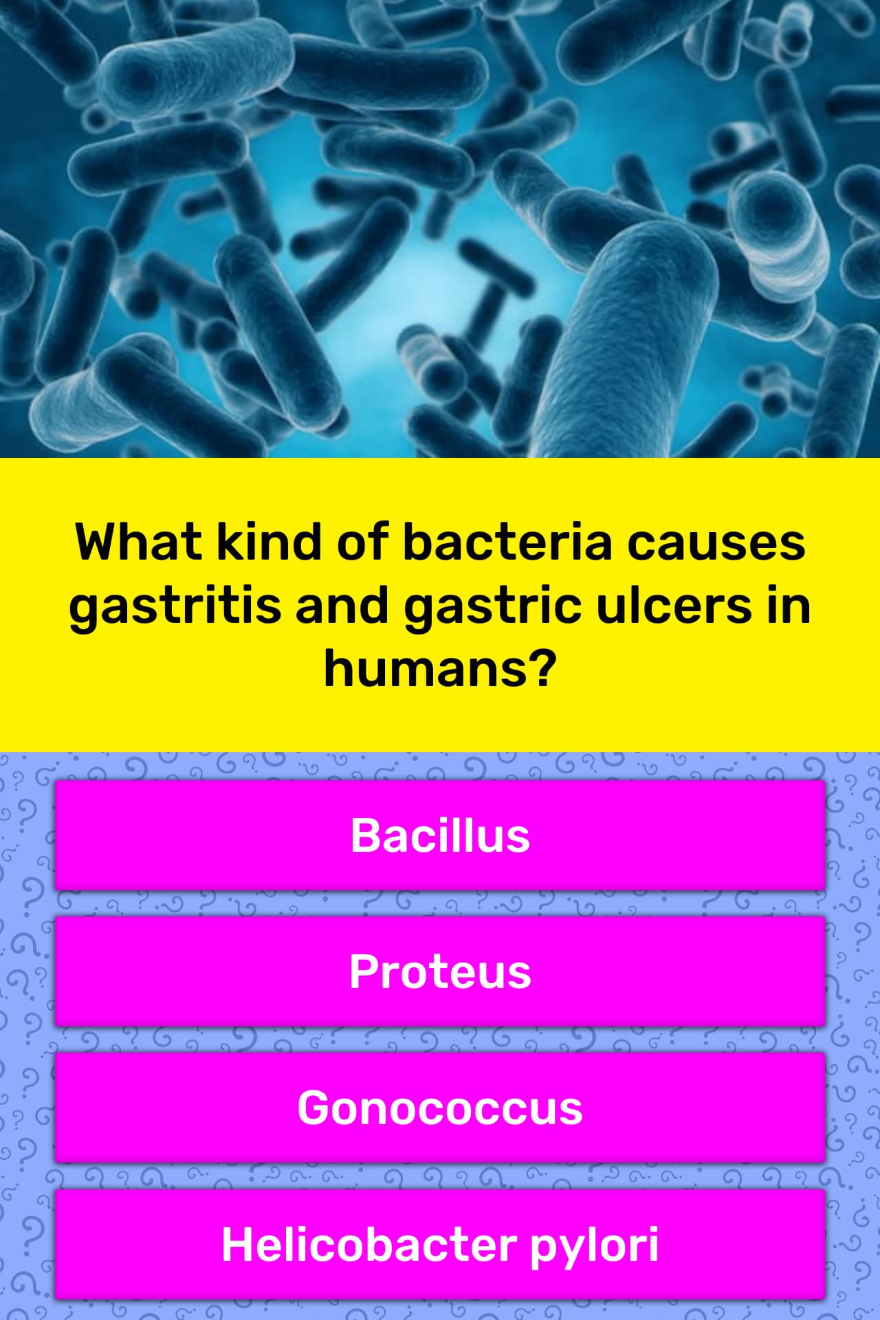 what-kind-of-bacteria-causes-trivia-questions-quizzclub