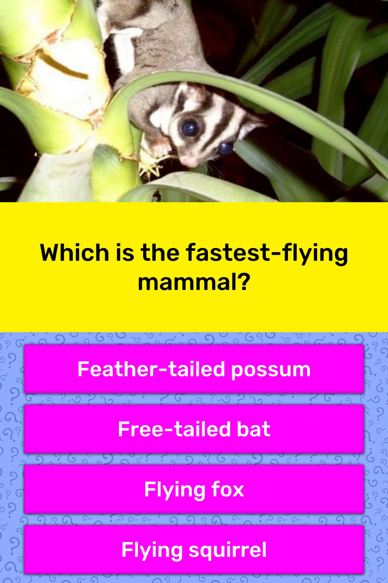 Which Is The Fastest Flying Mammal Trivia Questions Quizzclub