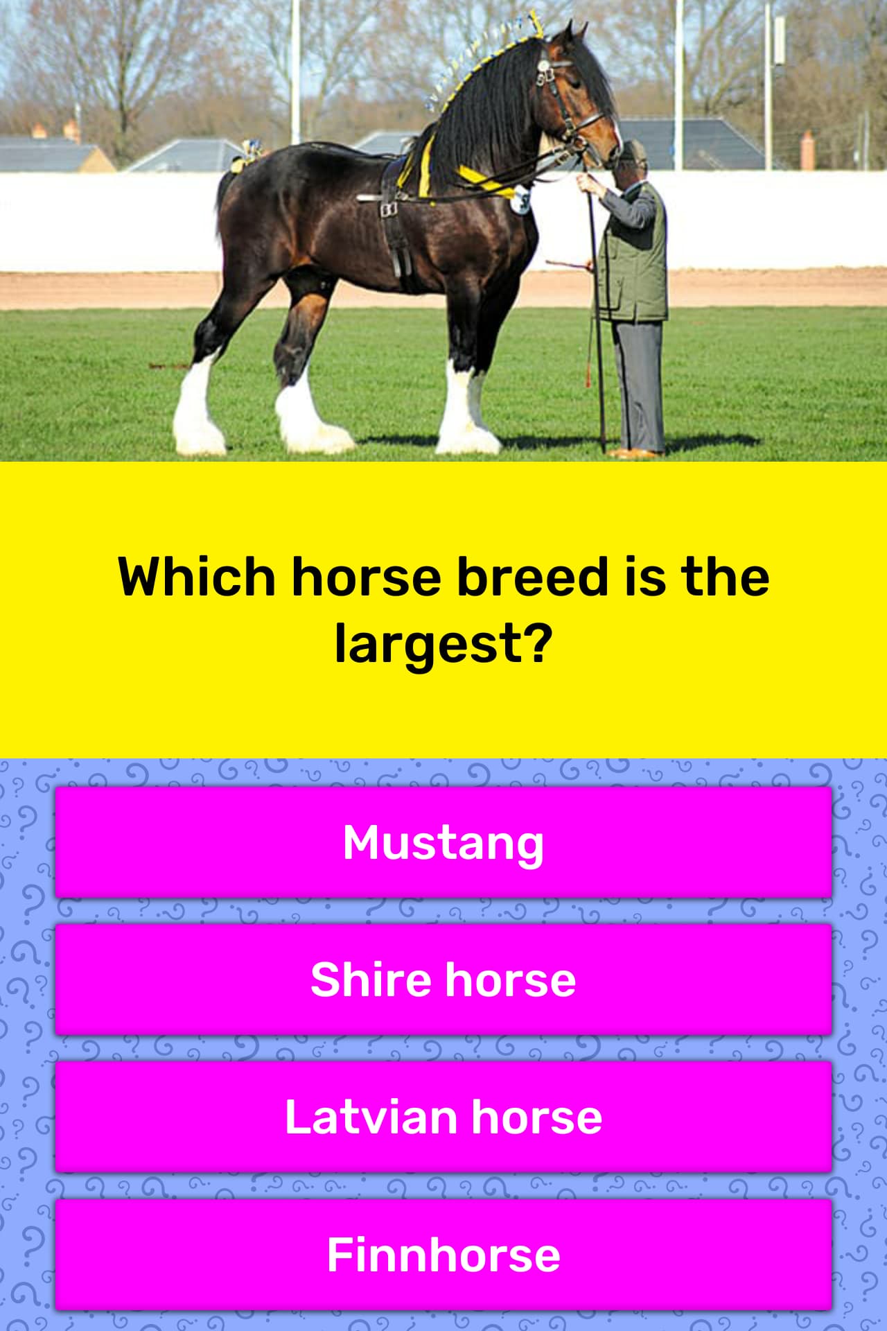 Which Horse Breed Is The Largest Trivia Answers QuizzClub