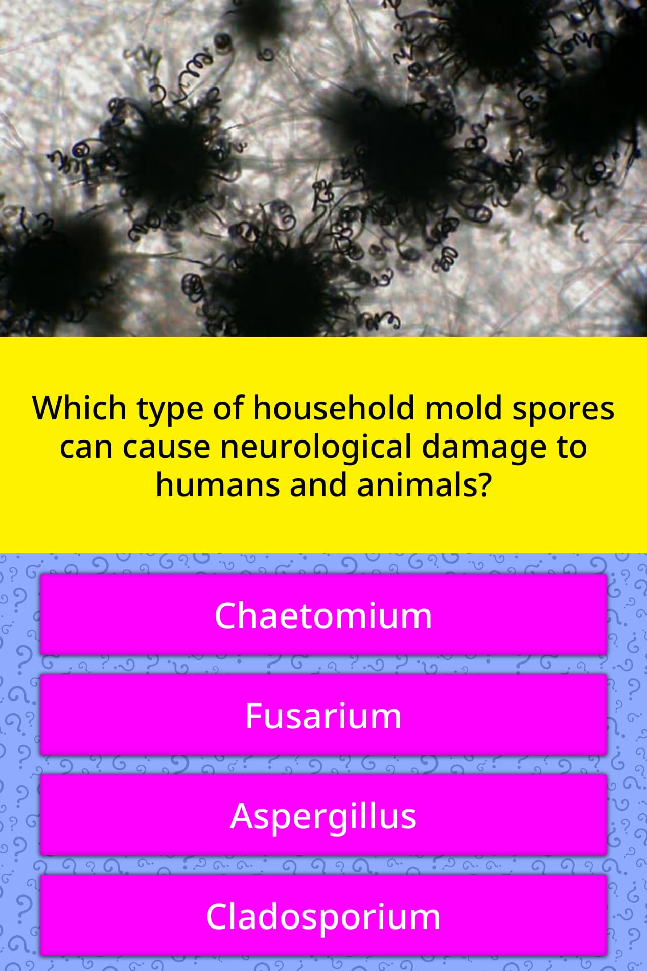 mold spore testing in home