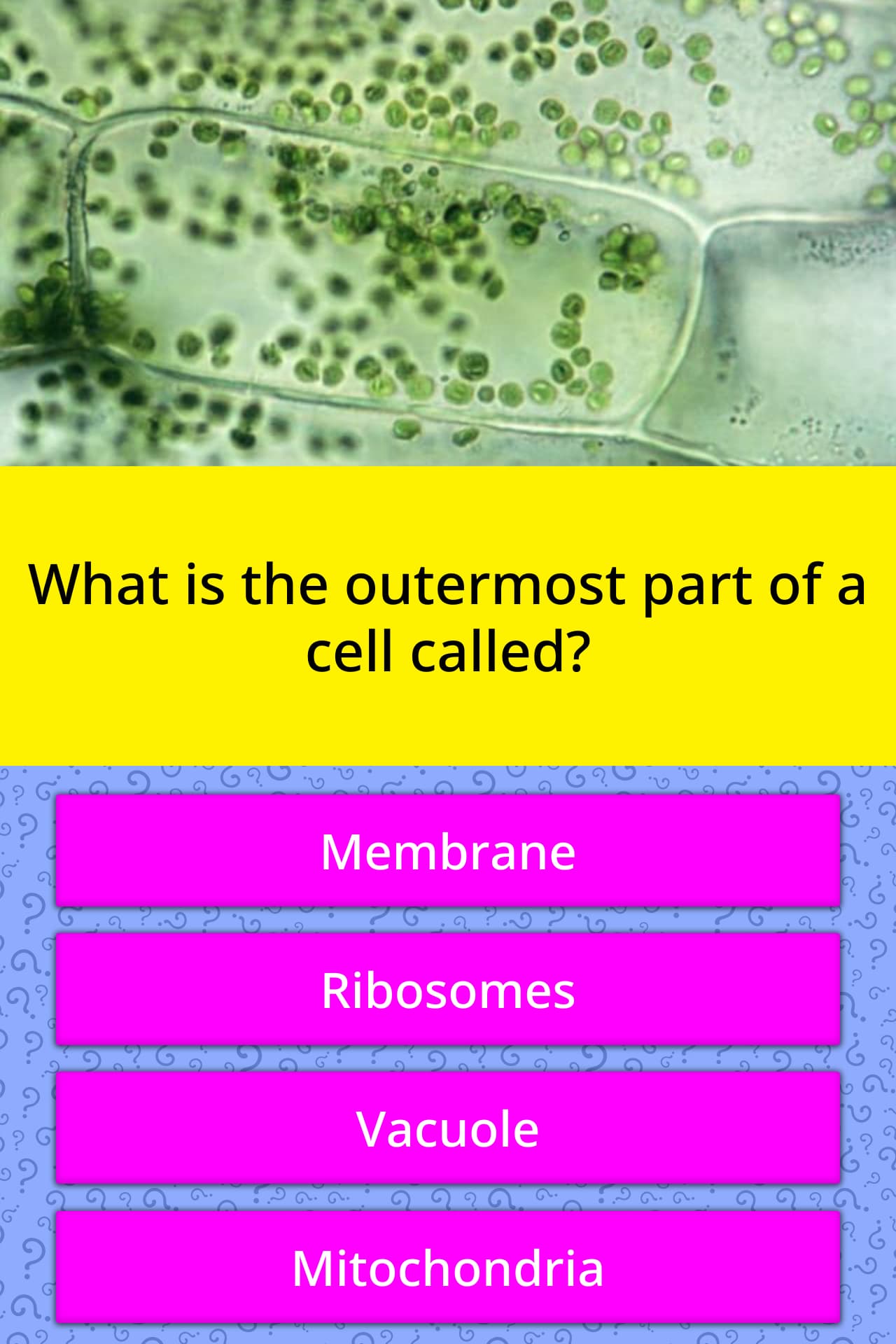 what-is-the-outermost-part-of-a-cell-trivia-questions-quizzclub