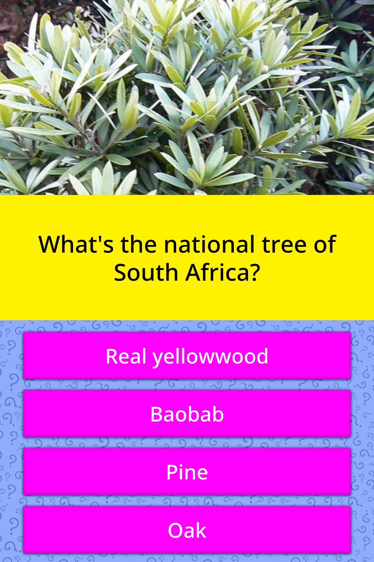 what-s-the-national-tree-of-south-trivia-questions-quizzclub