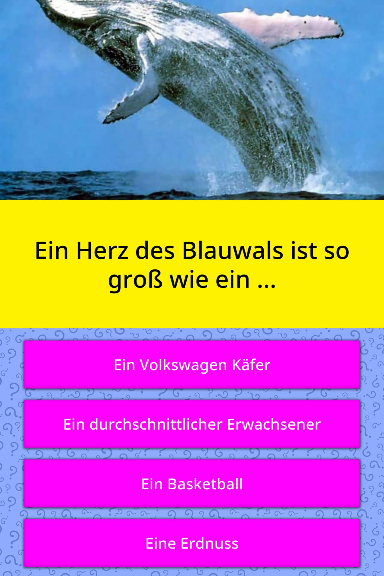 Ein Herz Des Blauwals Ist So Gross Quizfragen Quizzclub