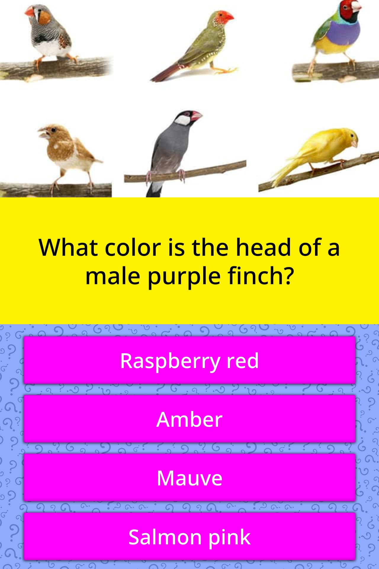 What Color Is The Head Of A Male Trivia Answers Quizzclub