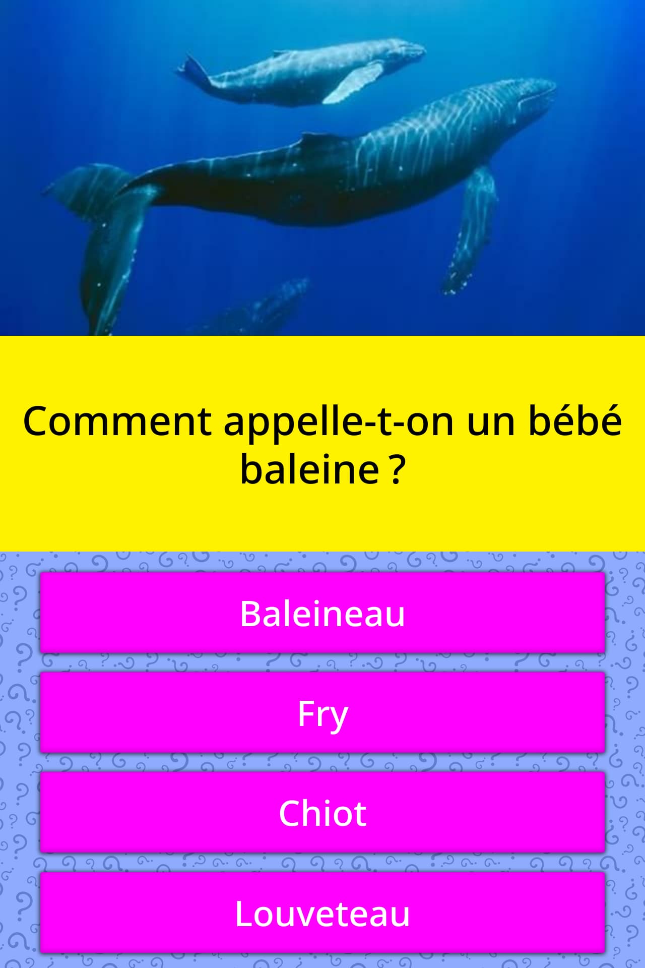 Comment Appelle T On Un Bebe Baleine Reponses Au Questionnaire