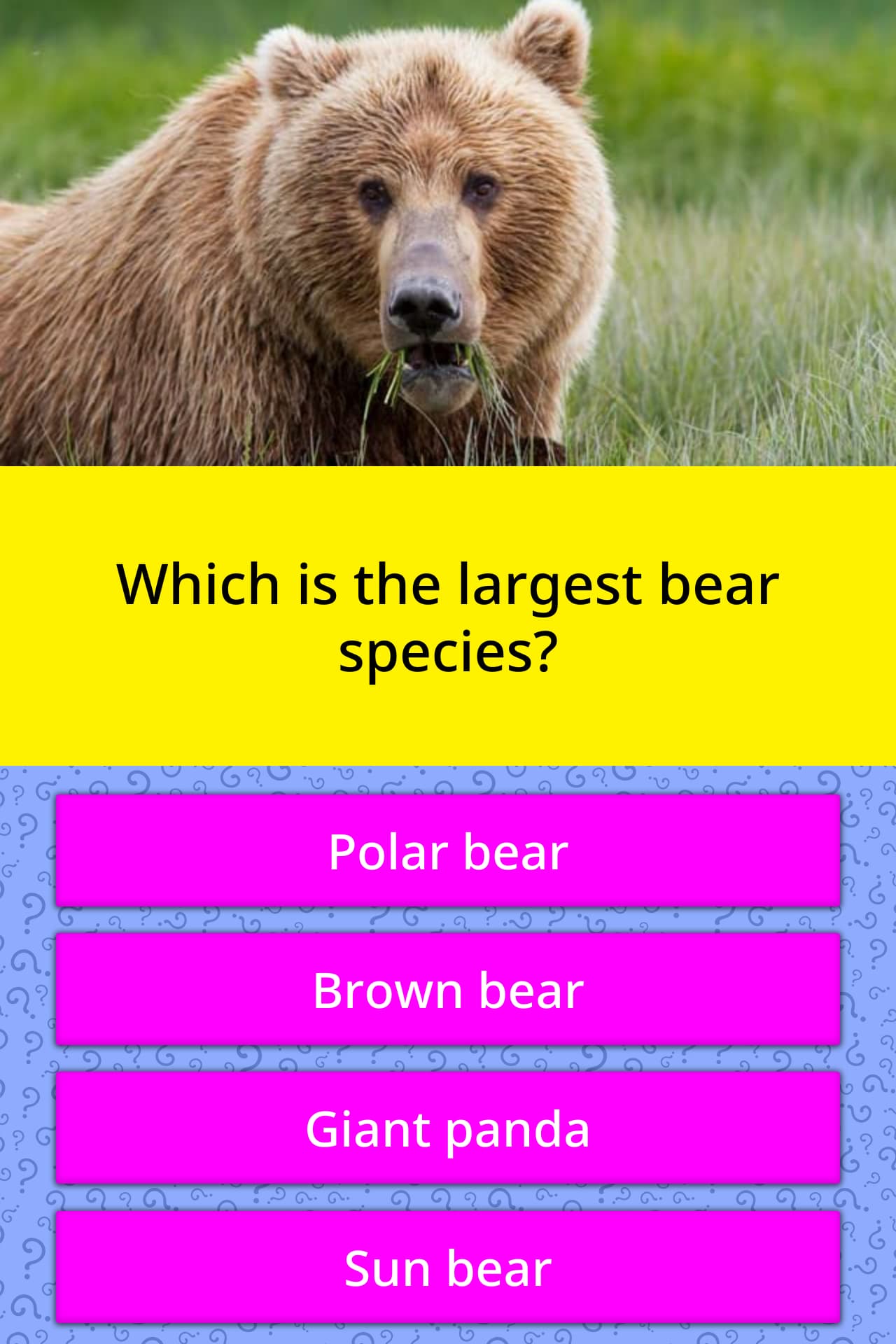 which-is-the-largest-bear-species-trivia-answers-quizzclub