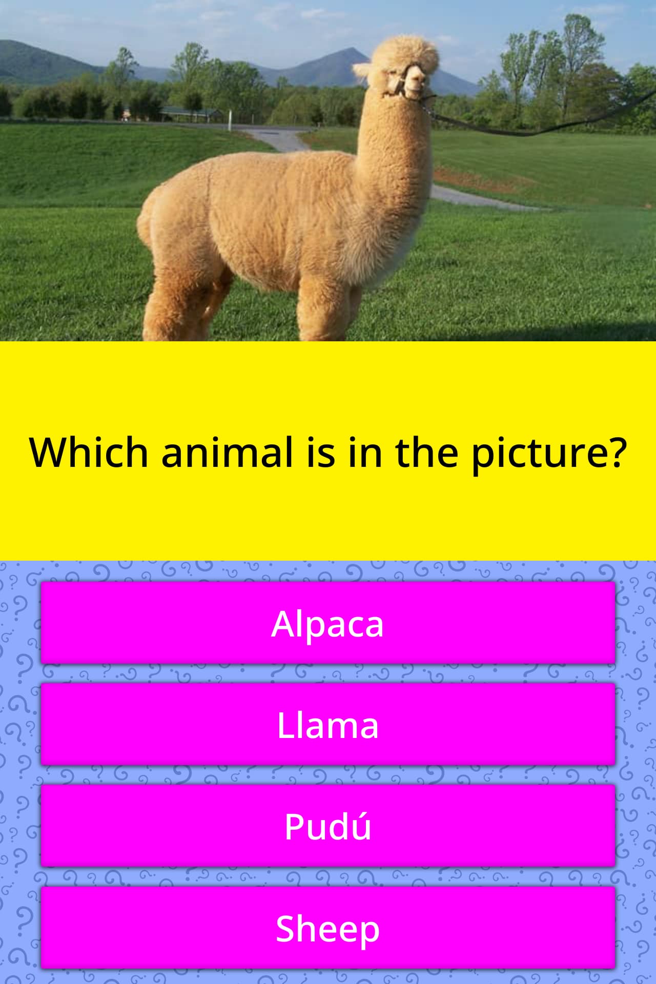 Which animal is in the picture? | Trivia Questions | QuizzClub