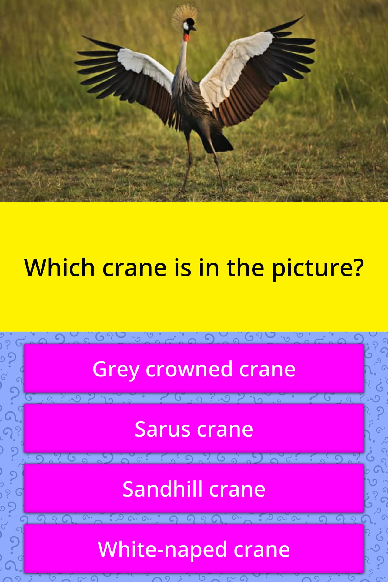 Which crane is in the picture? Trivia Questions