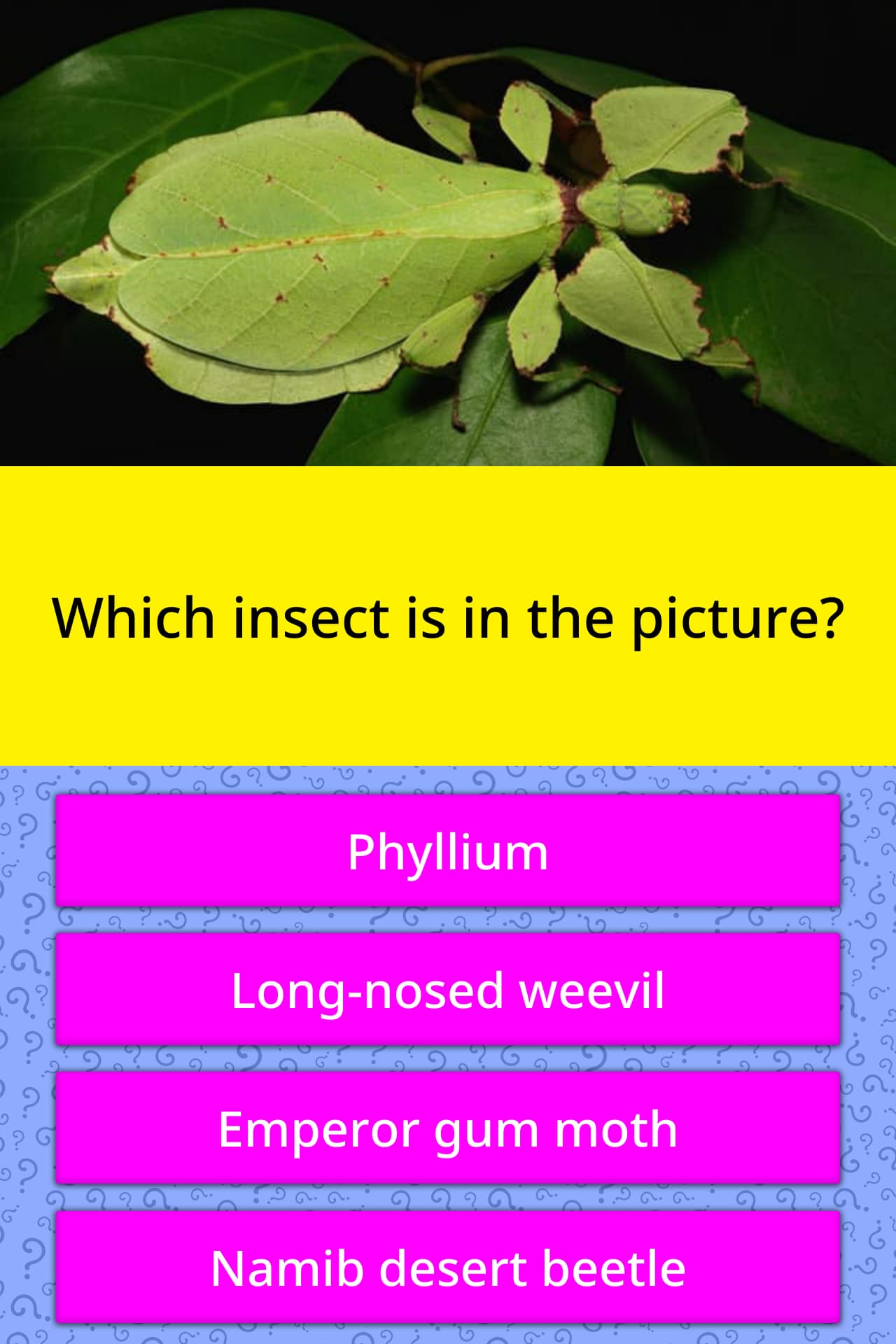 Which insect is in the picture? | Trivia Answers | QuizzClub