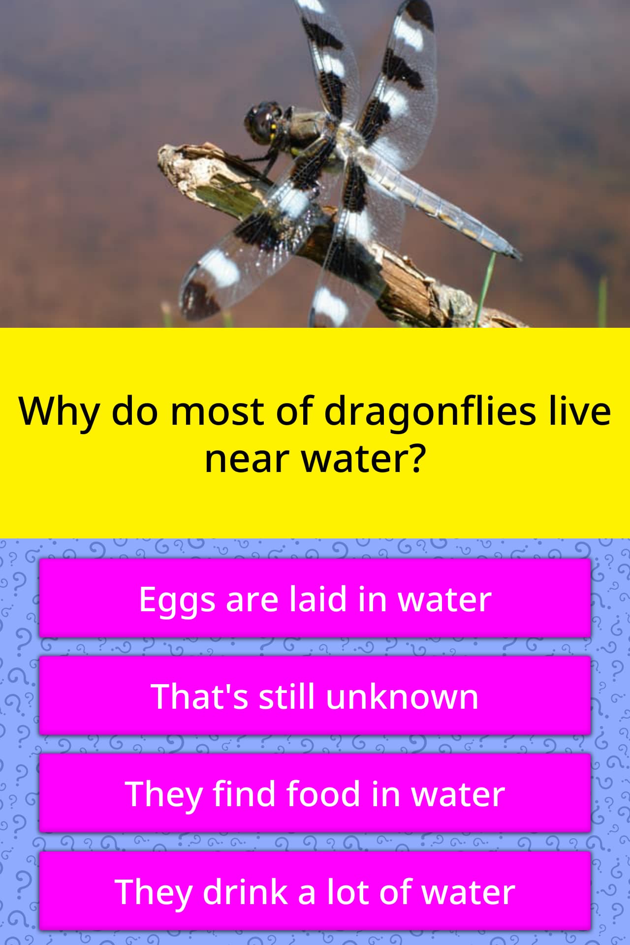 Why Do Most Of Dragonflies Live Near Trivia Answers Quizzclub
