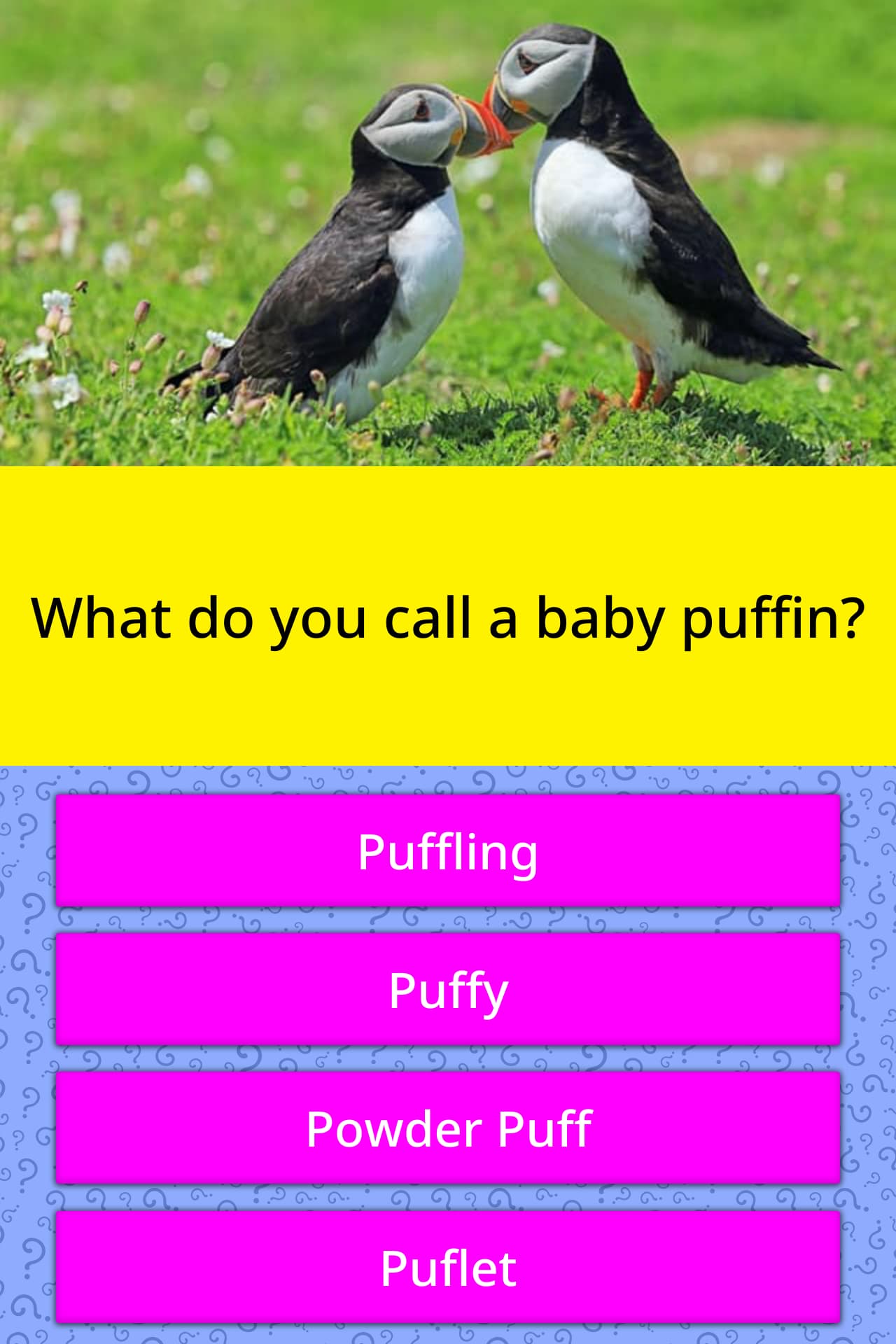 What Do You Call A Baby Puffin? | Trivia Answers | Quizzclub