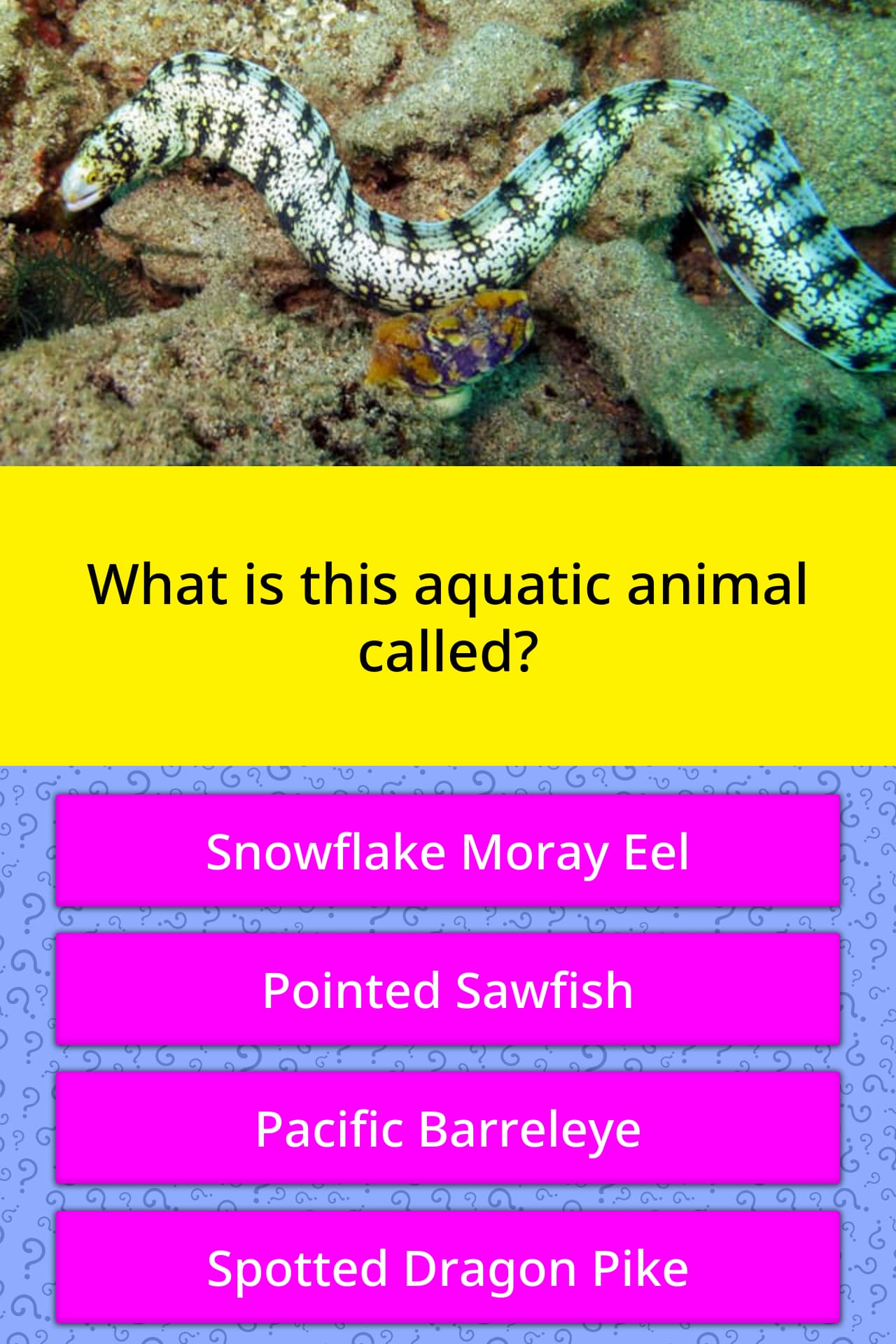 What is this aquatic animal called? | Trivia Questions | QuizzClub