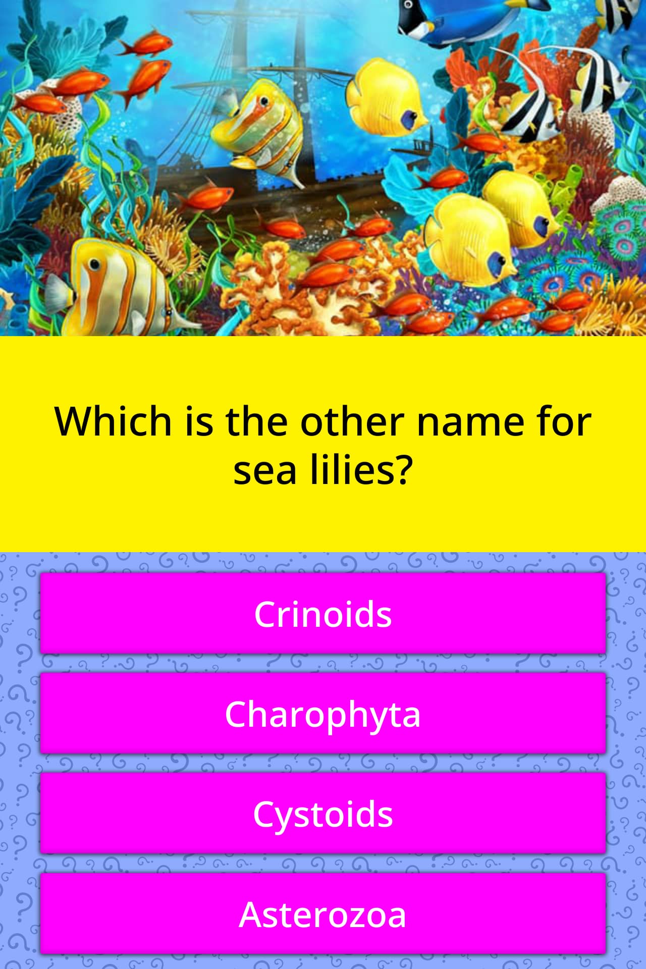 which-is-the-other-name-for-sea-lilies-trivia-answers-quizzclub