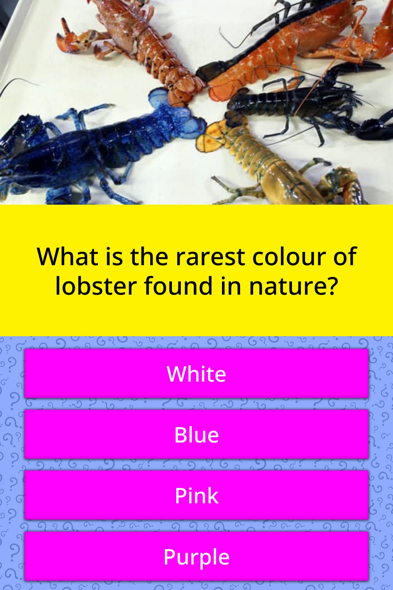 What is of lobster... | Trivia Questions | QuizzClub