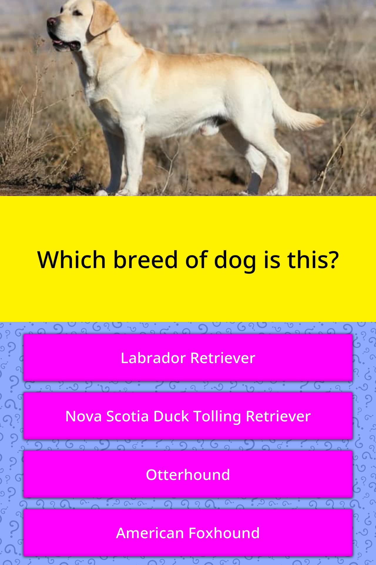 how-many-dog-breeds-are-there-hill-s-pet-dog-breeds-dog-list