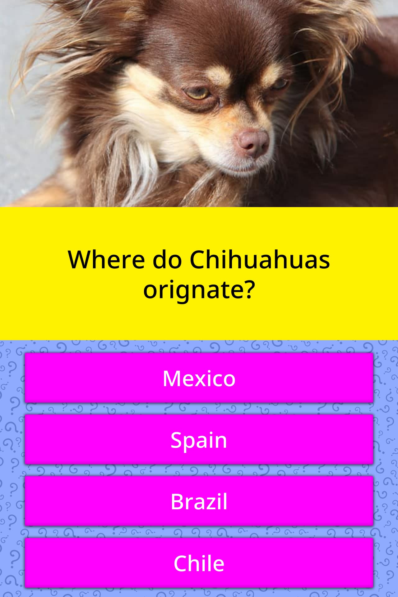 where-do-chihuahuas-originate-trivia-questions-quizzclub