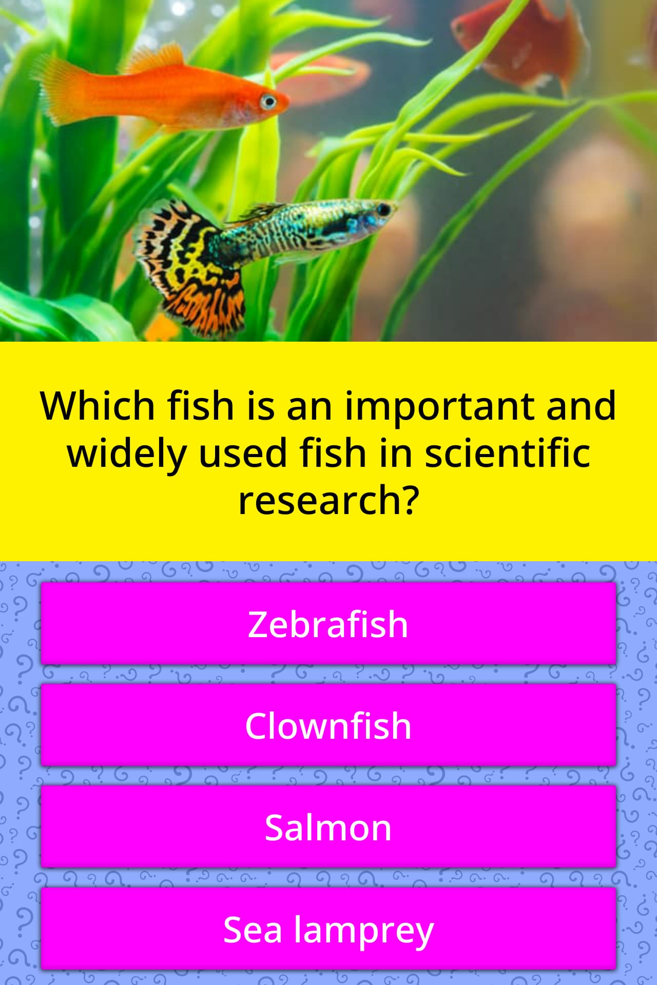 Which fish is an important and... Trivia Questions