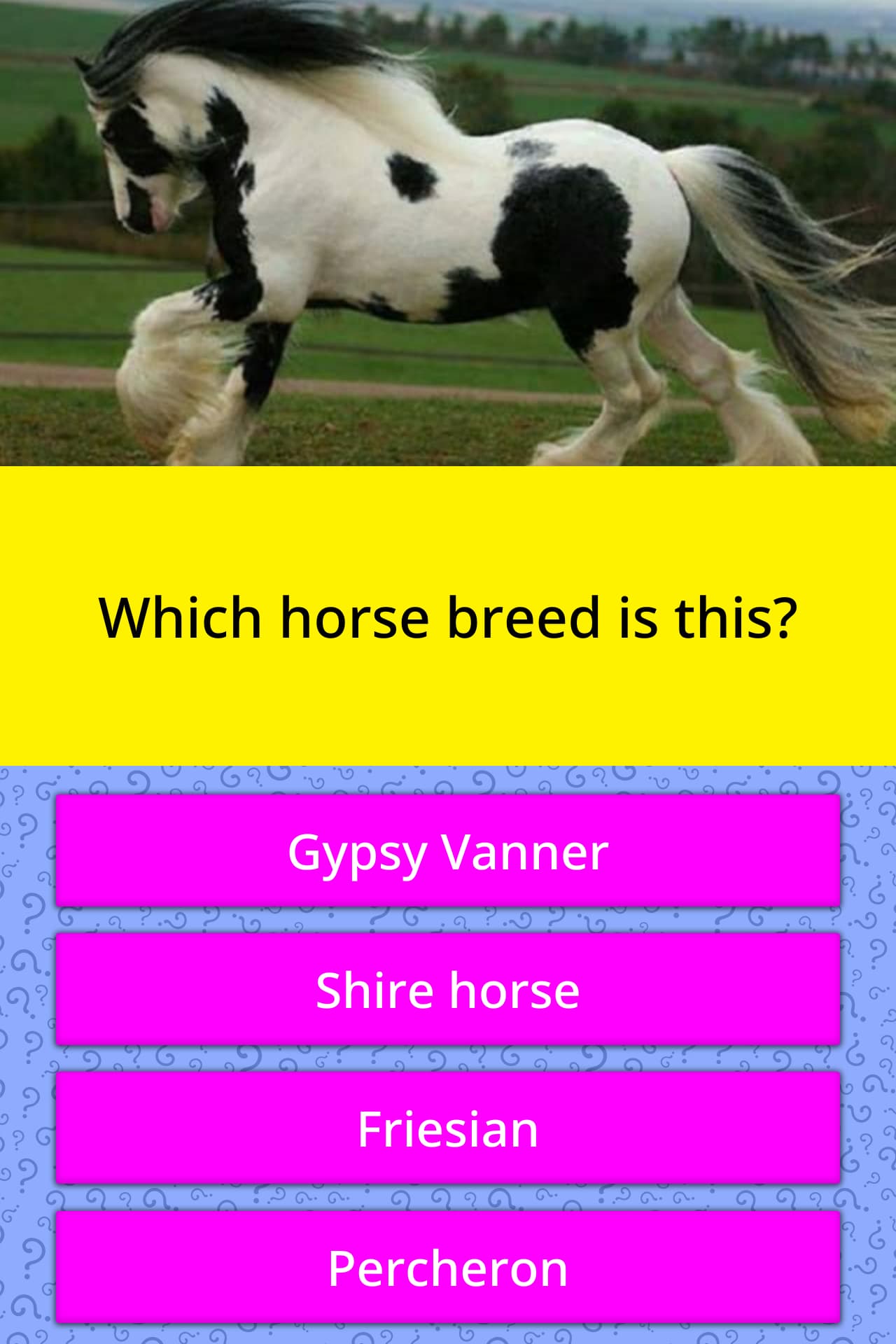 Which Horse Breed Is This Trivia Questions QuizzClub