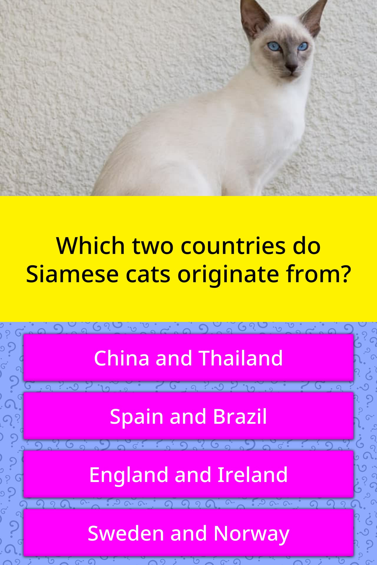 Which two countries do Siamese cats... | Trivia Answers | QuizzClub 