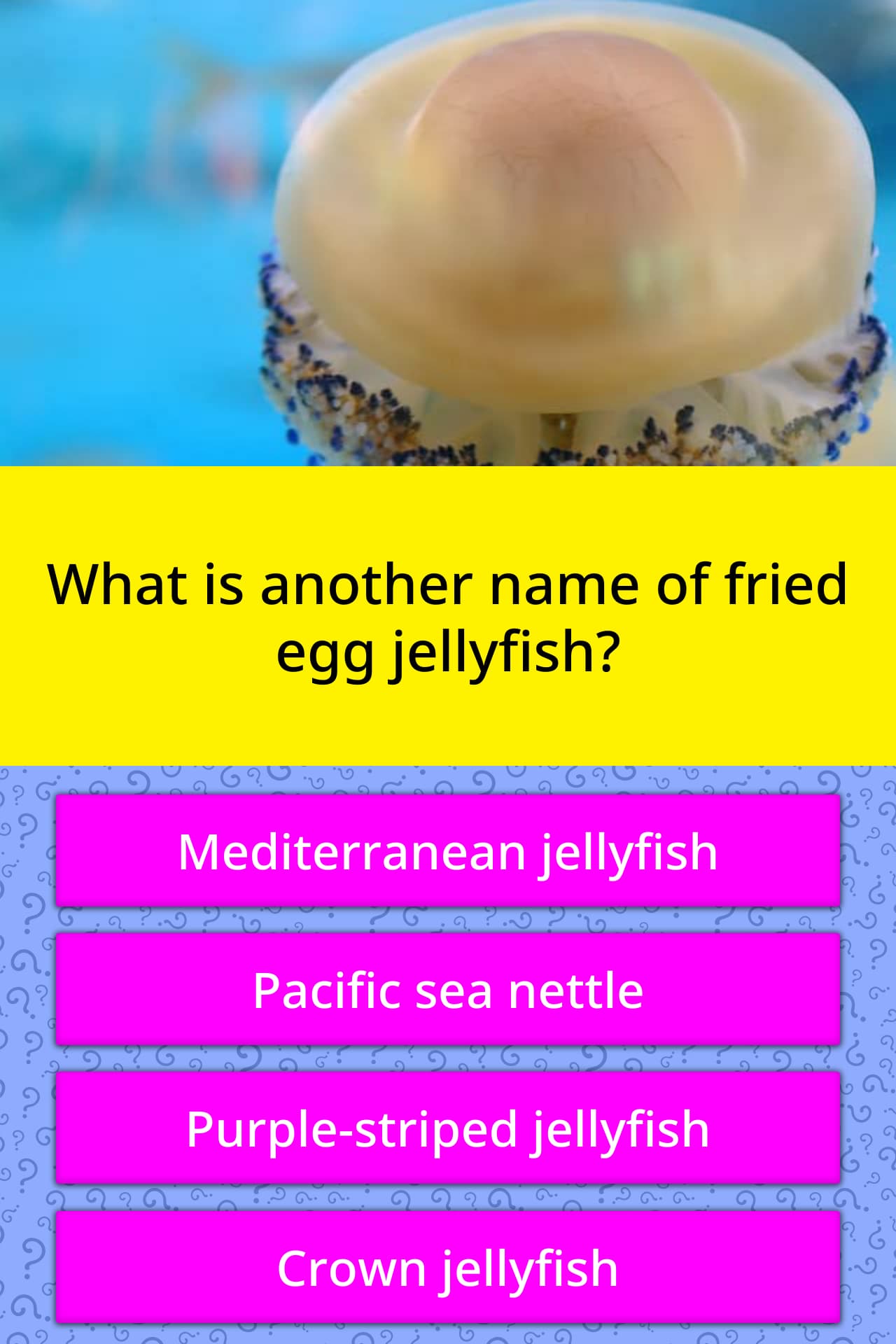 What Is Another Name Of Fried Egg Trivia Questions QuizzClub