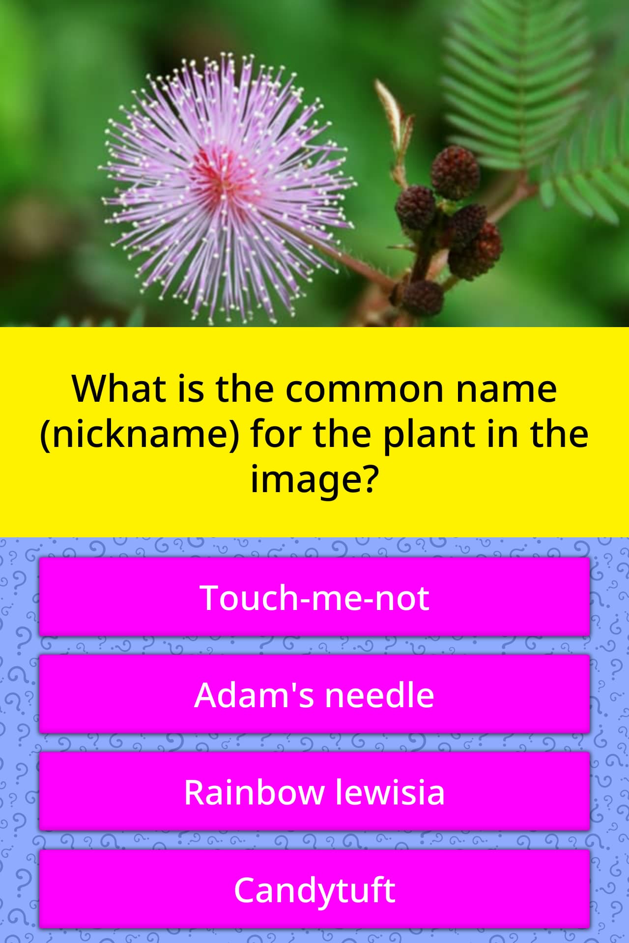 what-is-the-common-name-nickname-trivia-questions-quizzclub