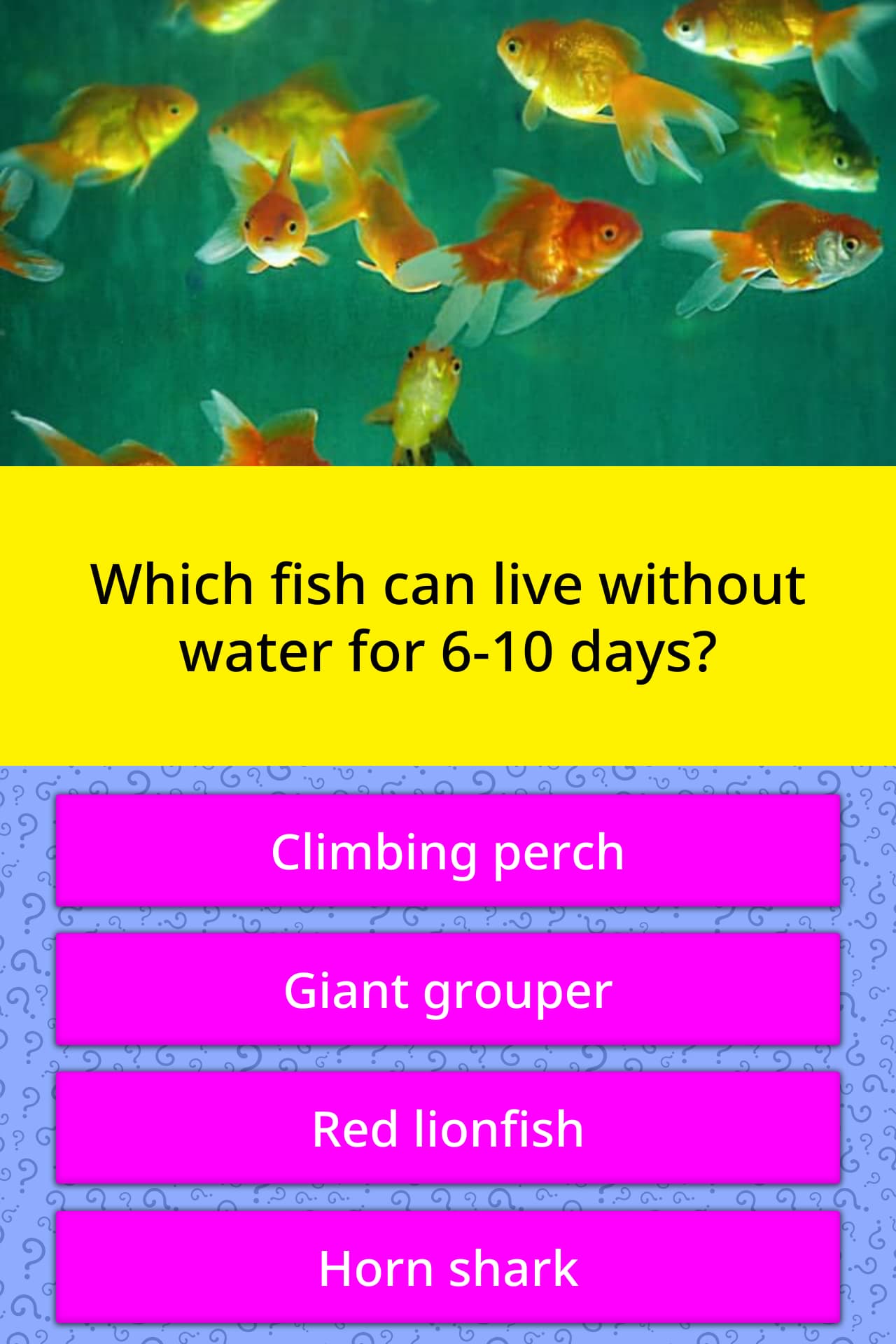 Which Fish Can Live Without Water Trivia Answers QuizzClub