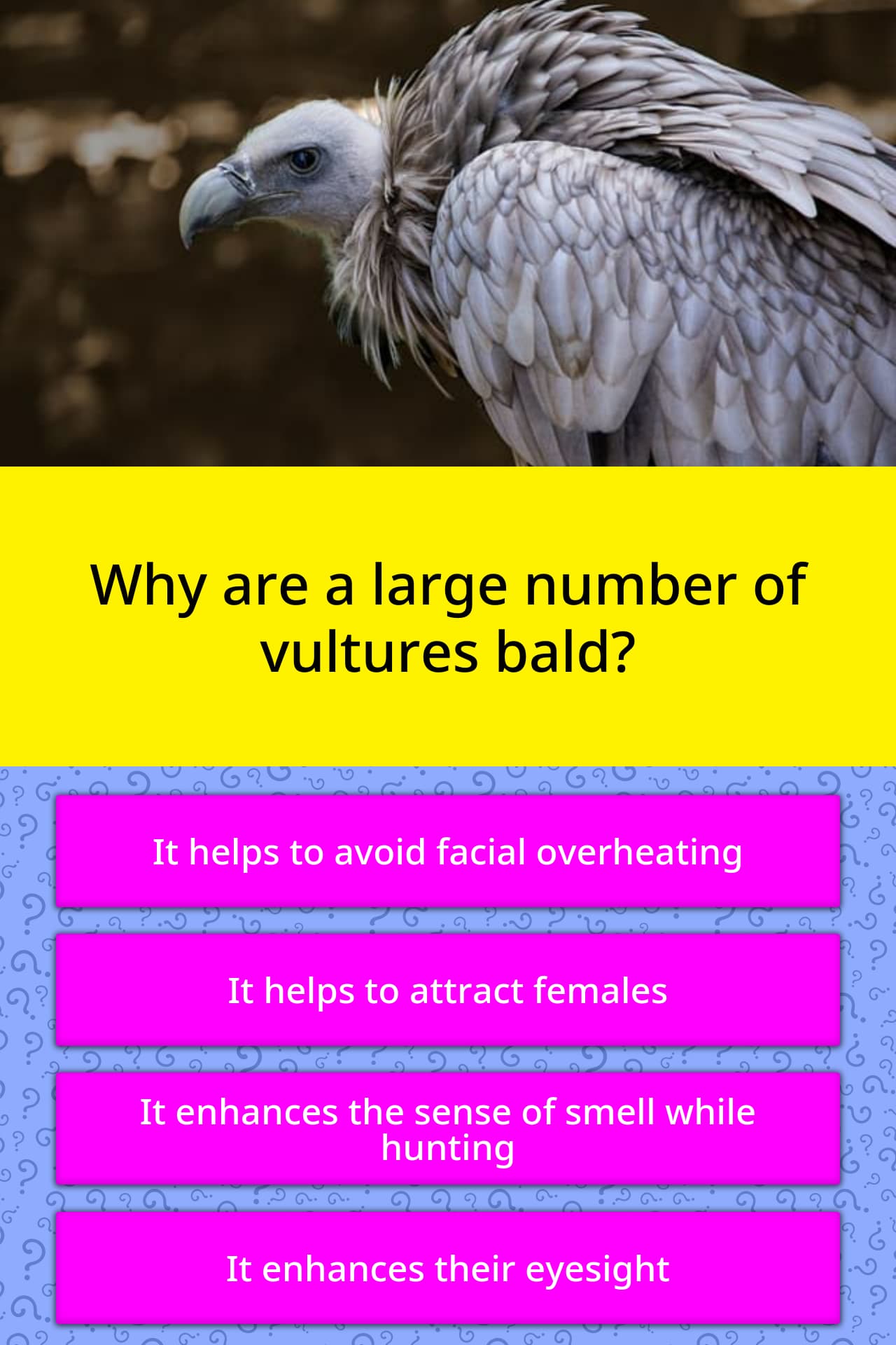 why-are-a-large-number-of-vultures-bald-trivia-questions