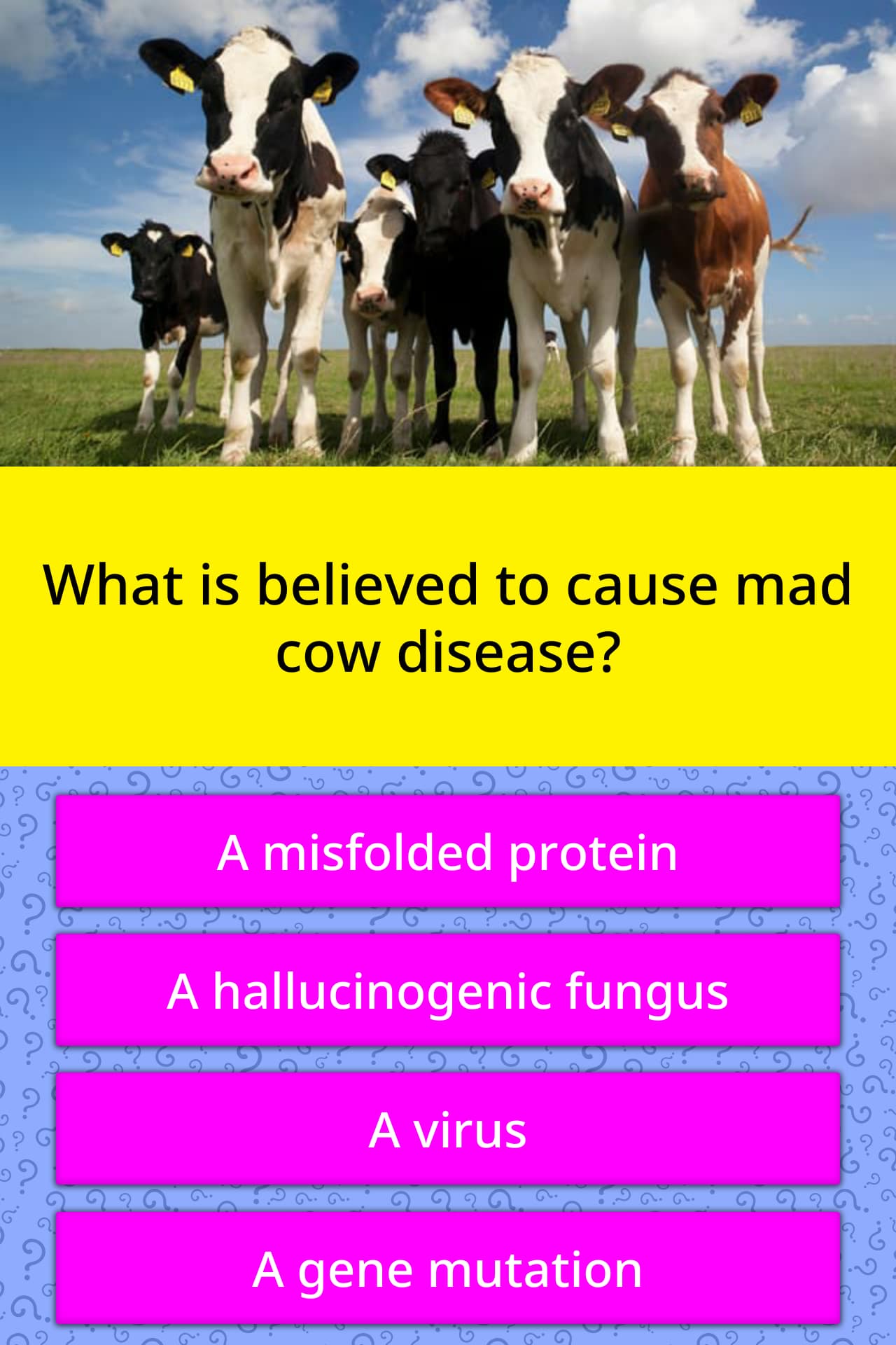 what-is-believed-to-cause-mad-cow-trivia-questions-quizzclub