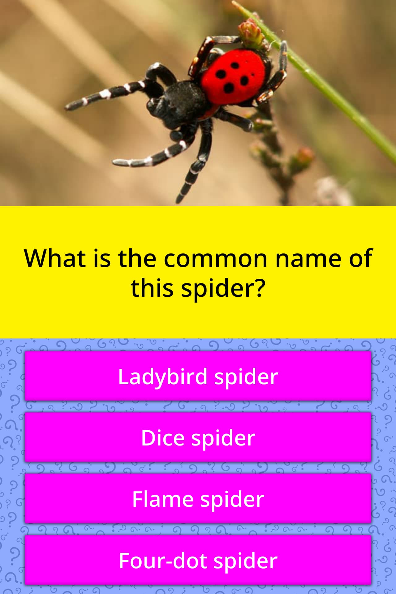 What Is The Common Name Of This Spider Trivia Answers QuizzClub