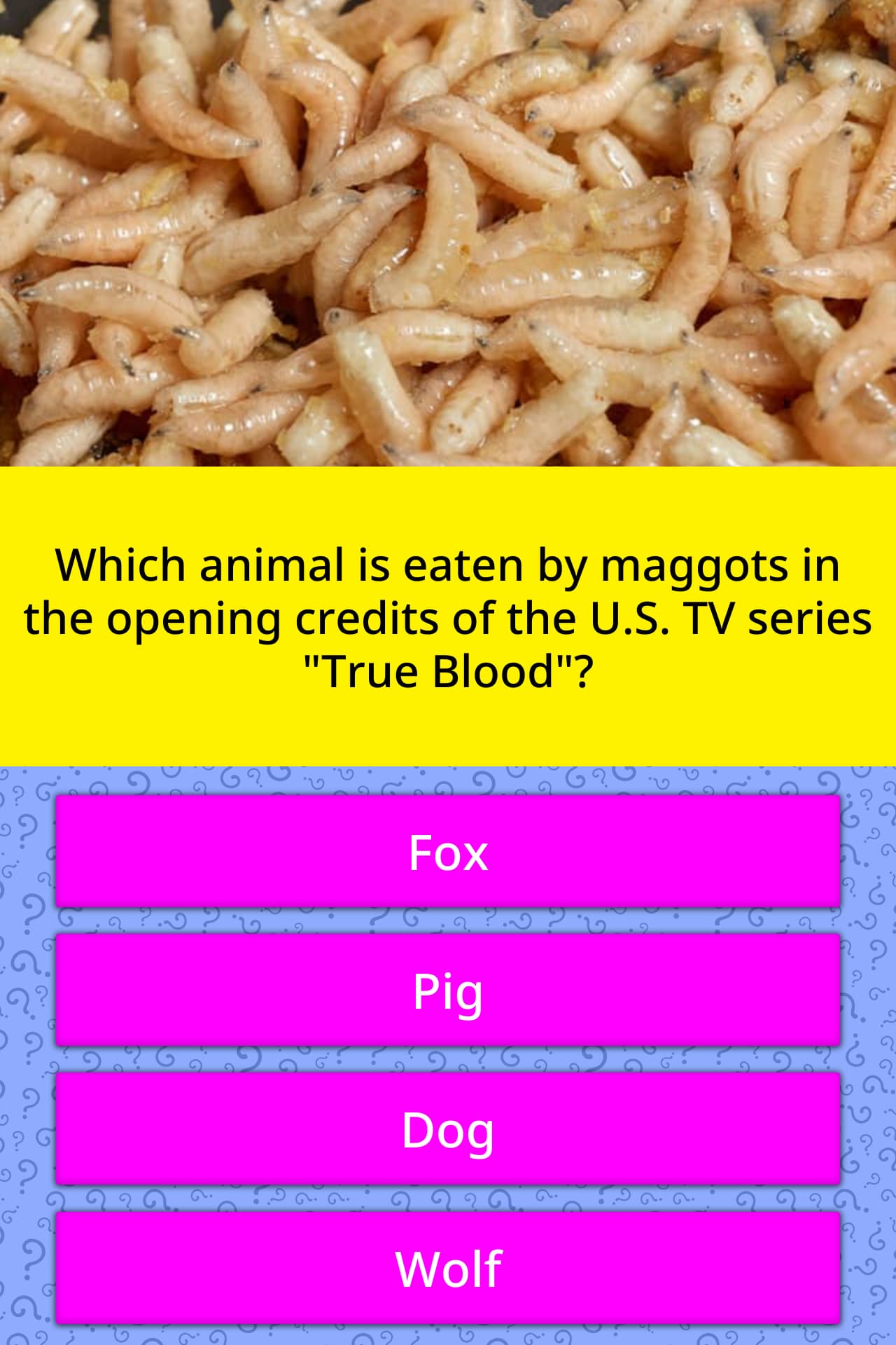 Which Animal Is Eaten By Maggots In Trivia Answers Quizzclub