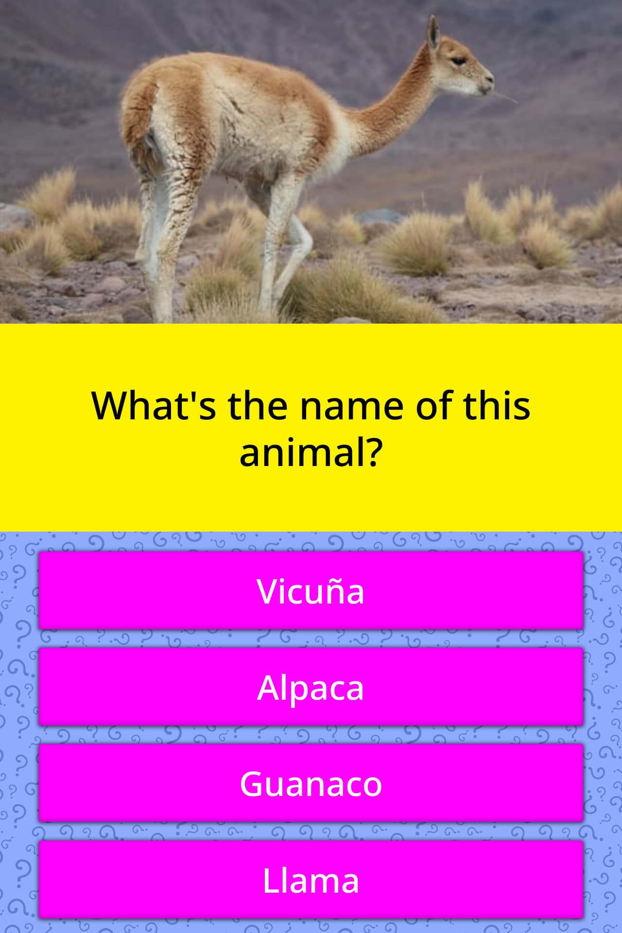 What's the name of this animal? | Trivia Answers | QuizzClub