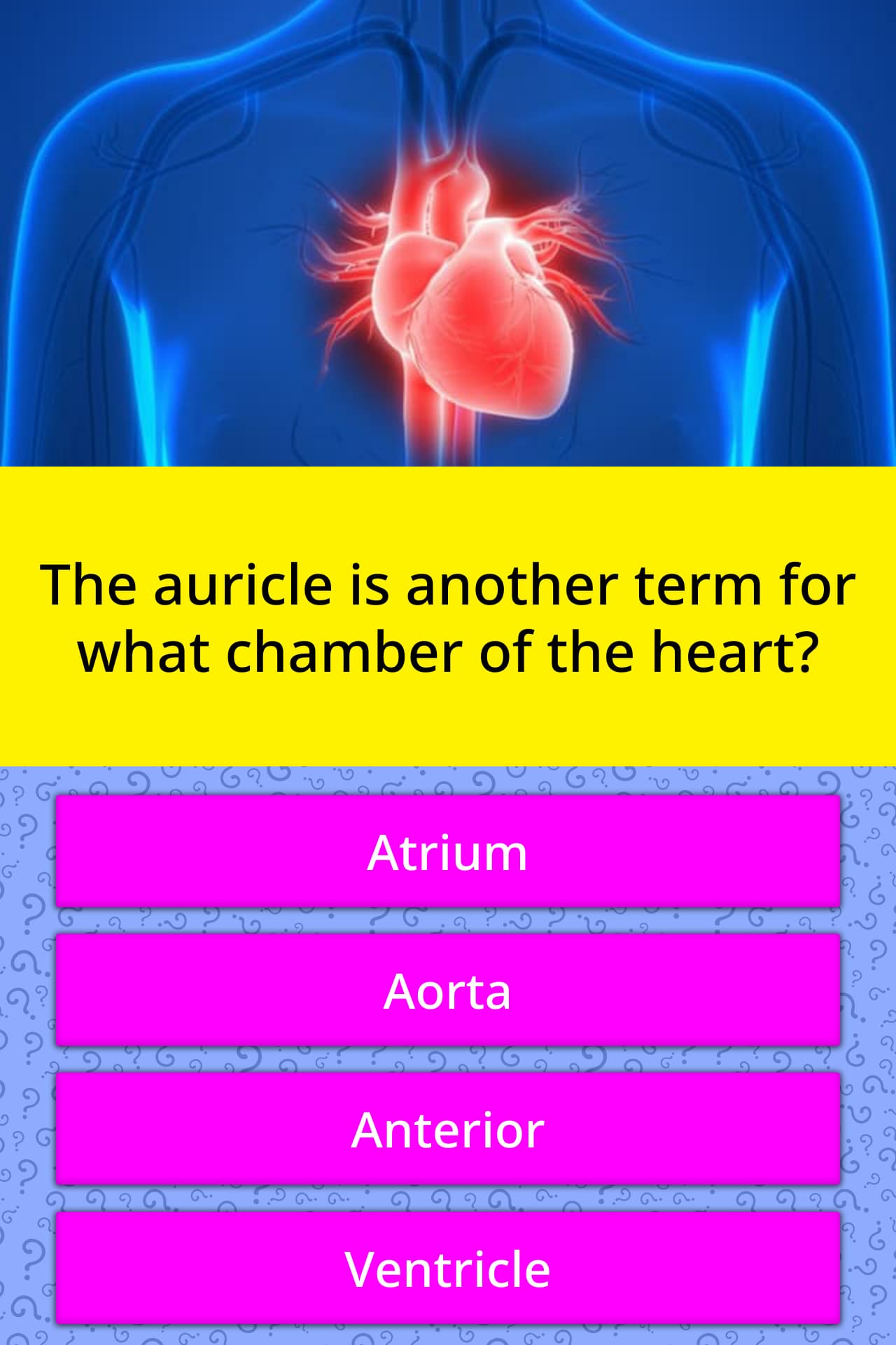 the-auricle-is-another-term-for-what-trivia-questions-quizzclub