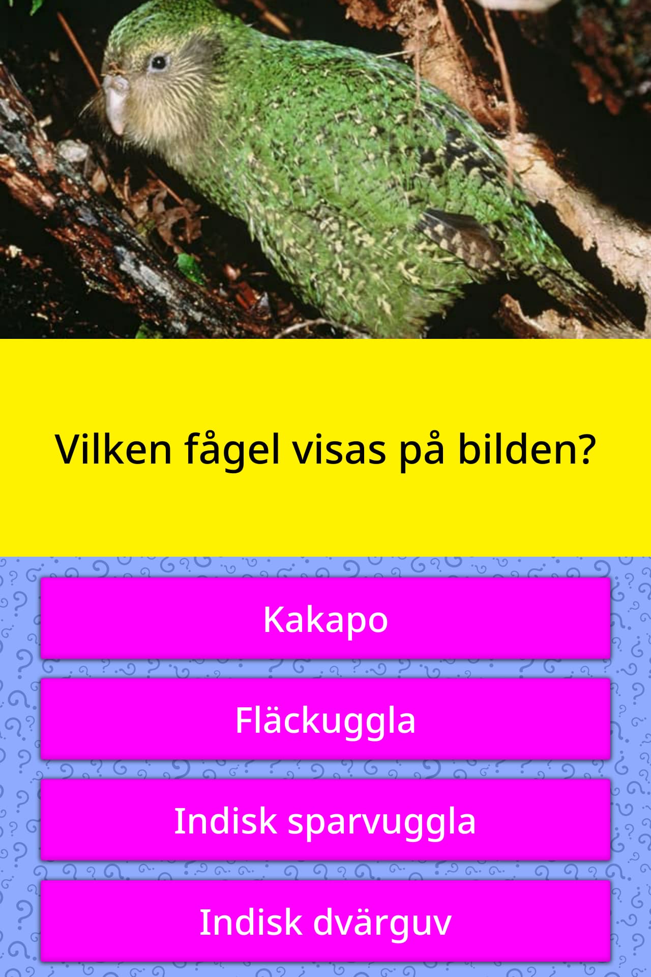 Vilken fågel visas på bilden? Triviasvar QuizzClub